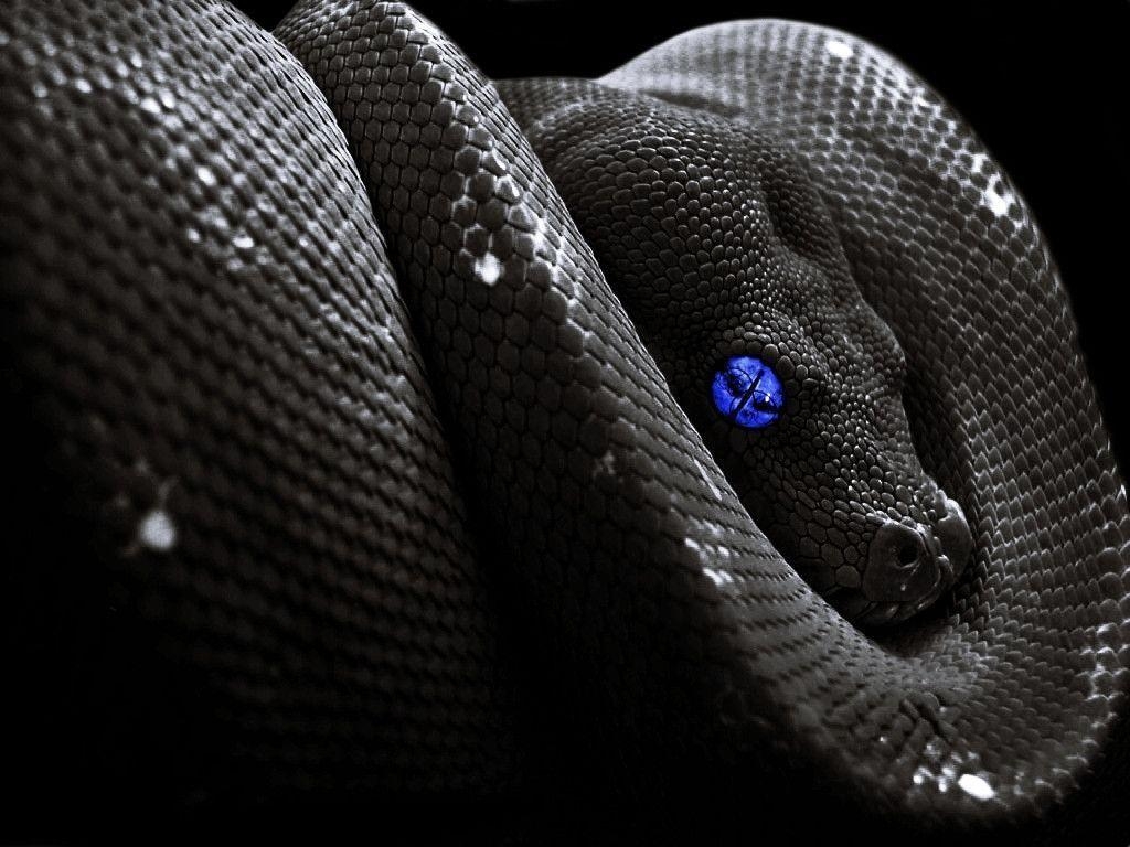 Gefährlich, Schwarze Mamba, HD, Schlange, 1030x770 HD Desktop