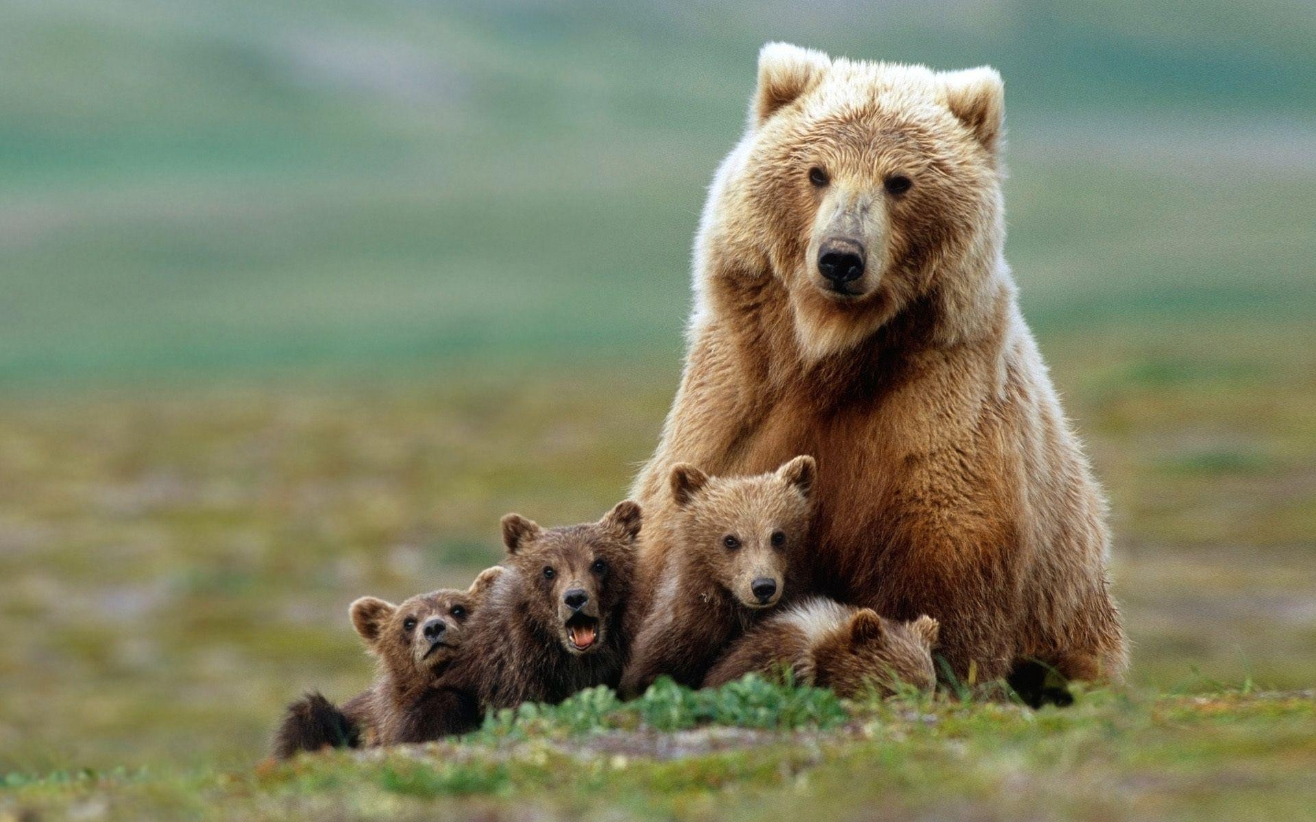 Grizzlybär, Wildtierfoto, Hintergrund, Braunbär, USA, 1920x1200 HD Desktop