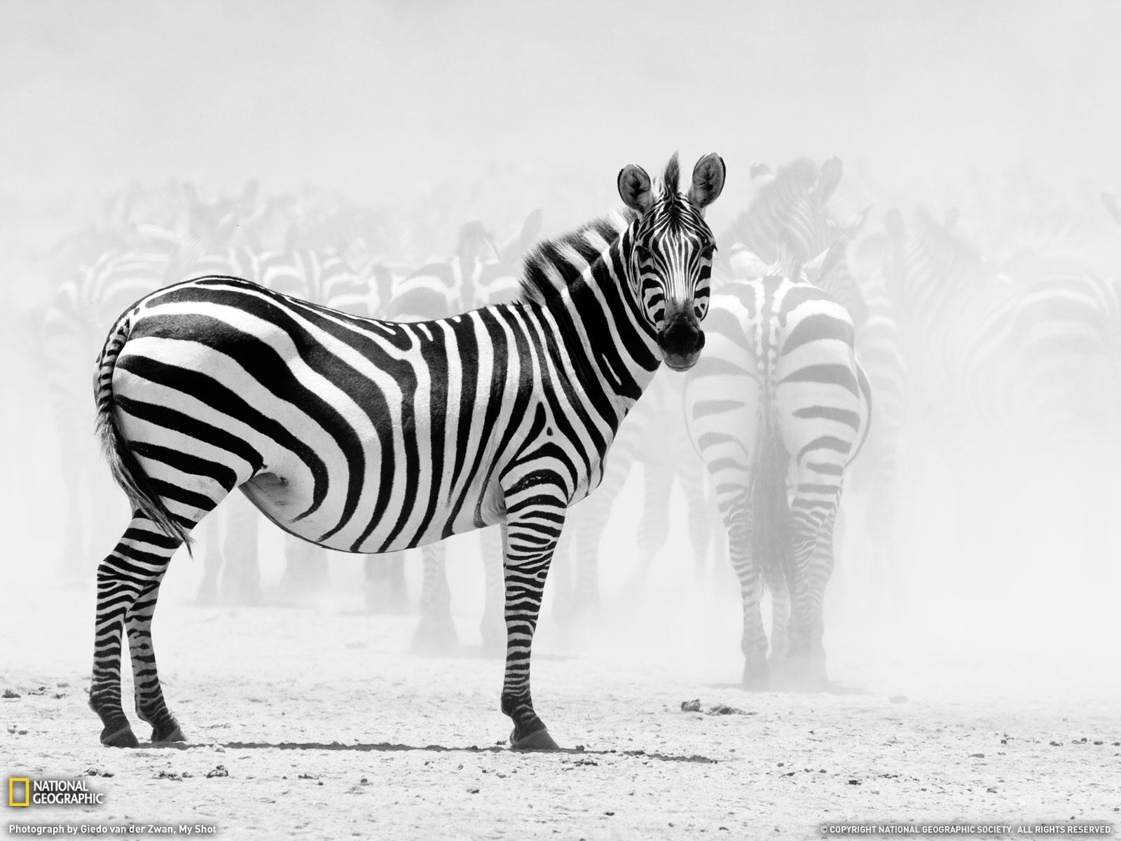 Zebra, 24x1200, Tiere, Hintergrund, Streifen, 1600x1200 HD Desktop