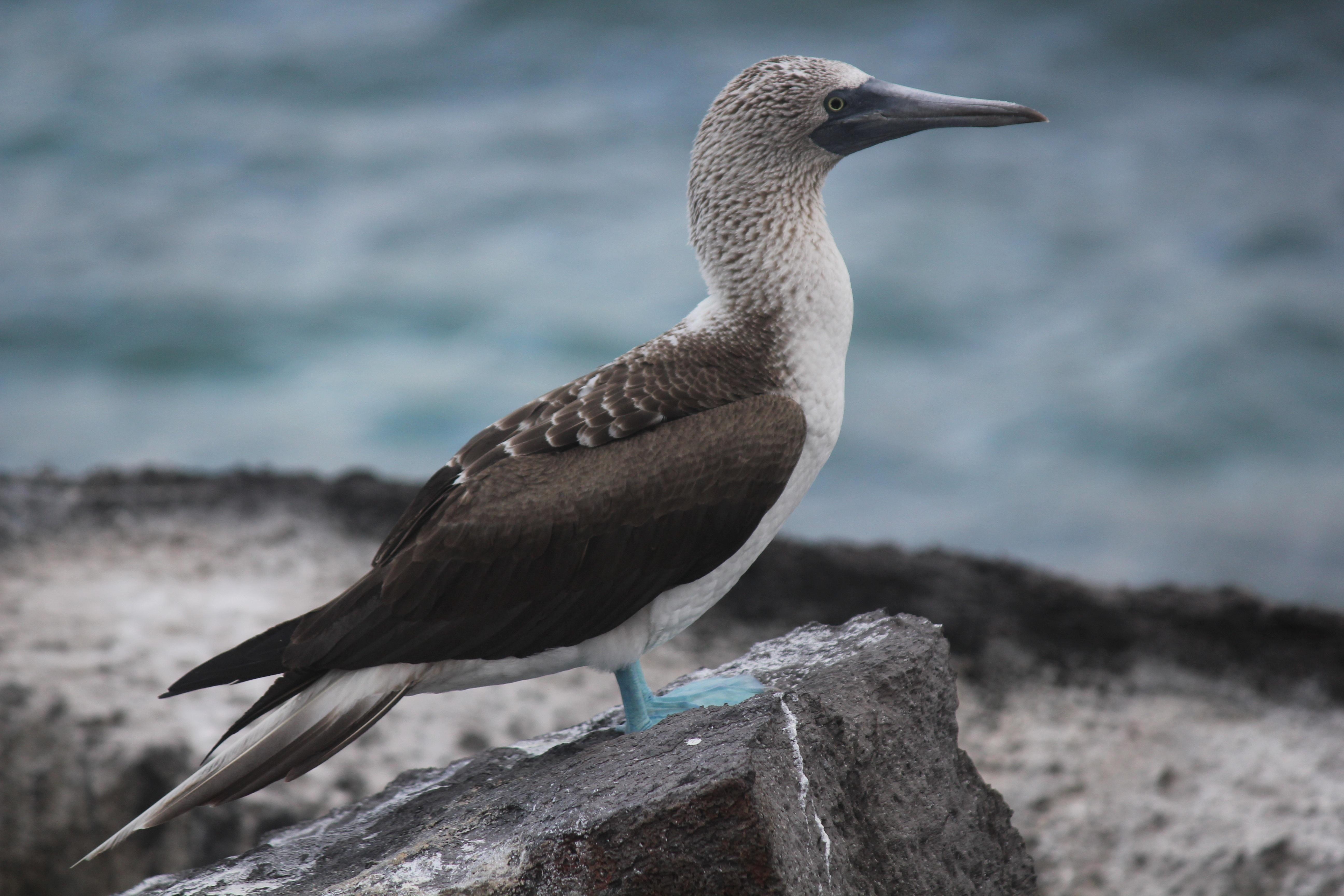 Blaufußtölpel, Galapagos, Vogelwelt, HD, Widescreen, 5190x3460 4K Desktop