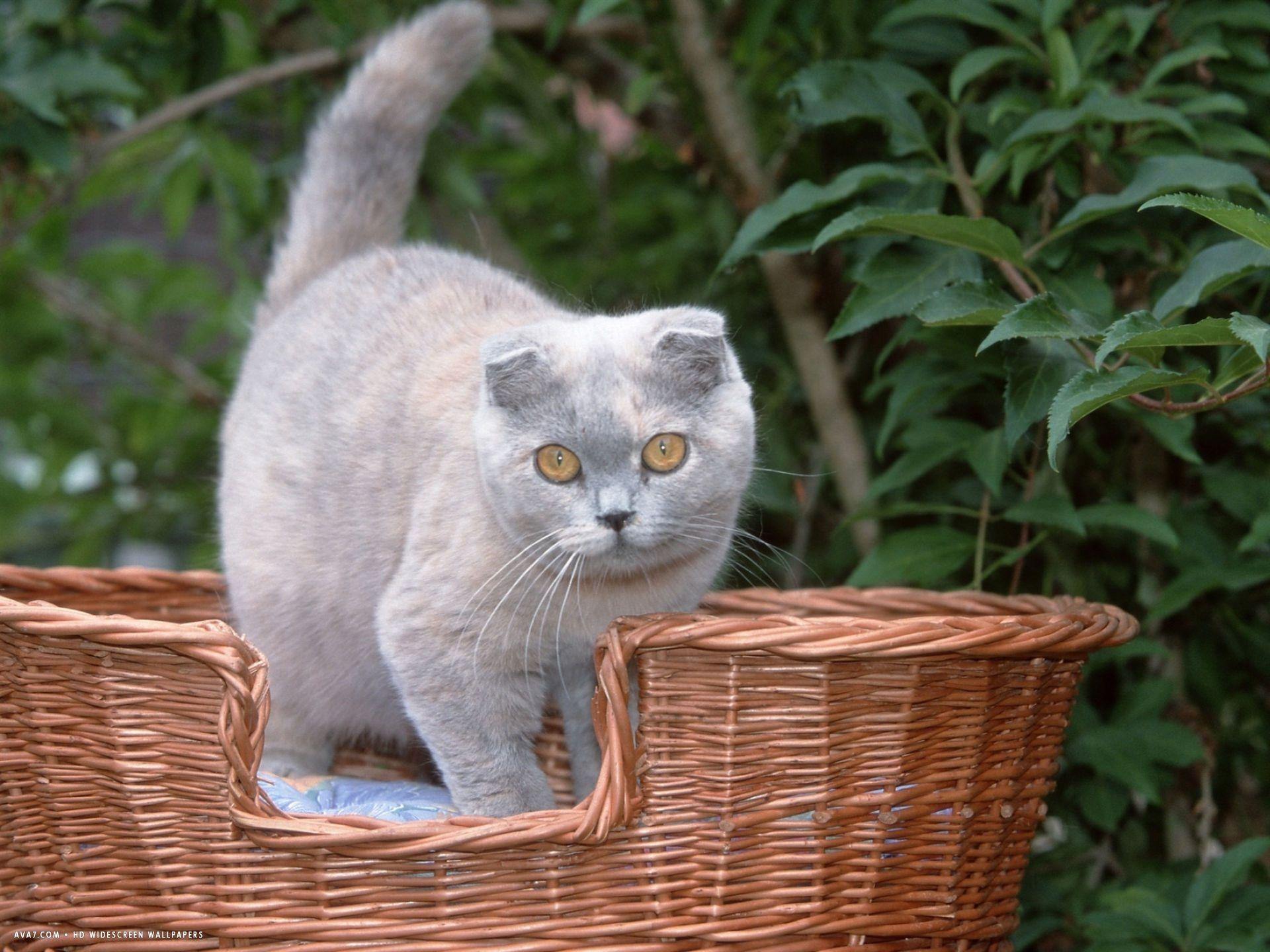 Scottish Fold Blau-Creme, Widescreen, Hochdefinition, Schottische Katze, 1920x1440 HD Desktop