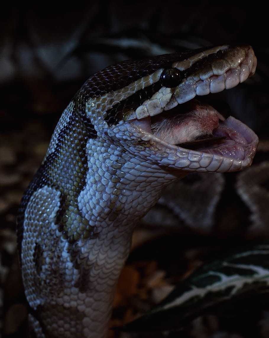 Ball Python, Beute, isoliert, Reptil, HD, 910x1150 HD Handy