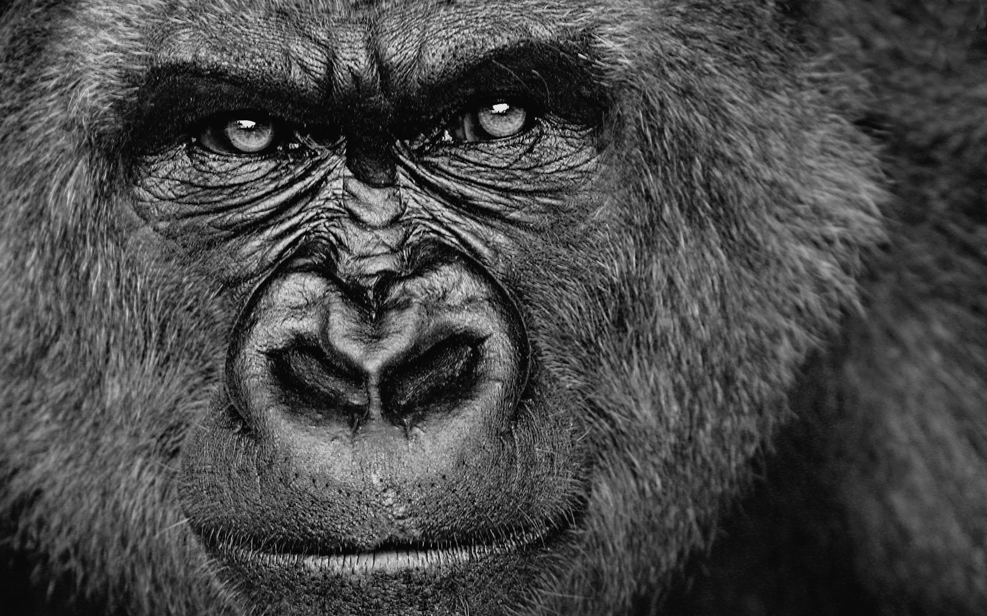 Gorilla, Hintergrund, Tier, Bild, Wildtier, 1920x1200 HD Desktop