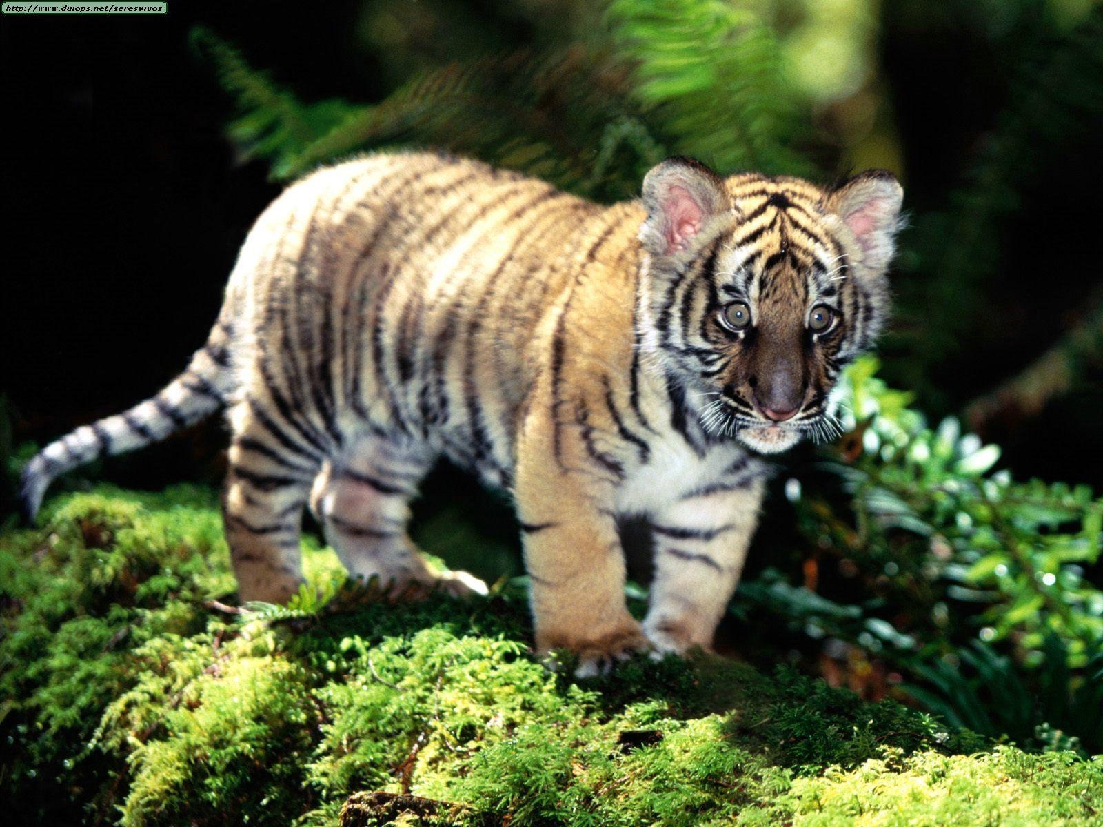 Amurtigerjunges, Tiger, Tierwelt, Wallpaper, Junge, 1600x1200 HD Desktop