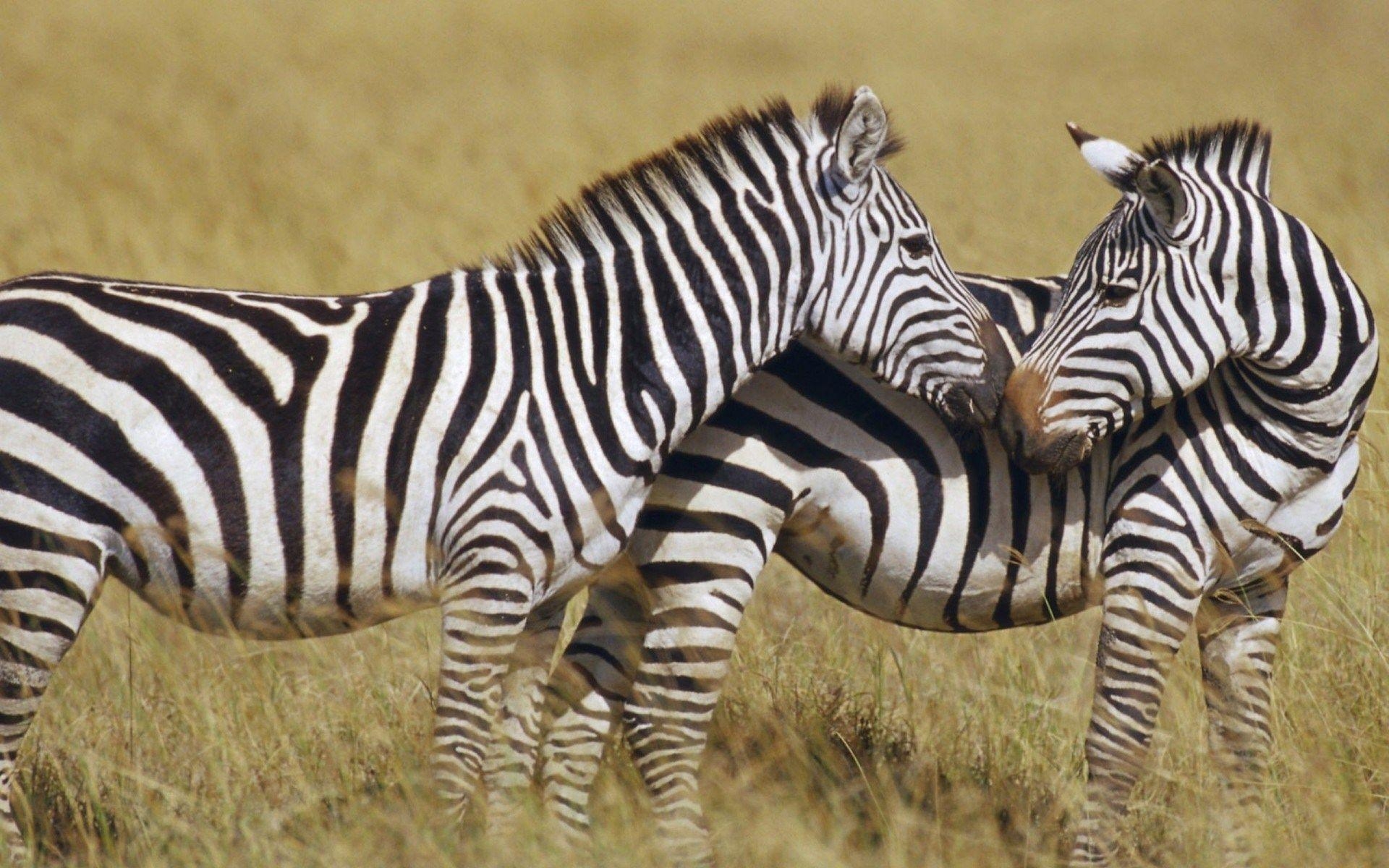 Zebra, Mac, Kostenlos, Bild, Hintergrund, 1920x1200 HD Desktop