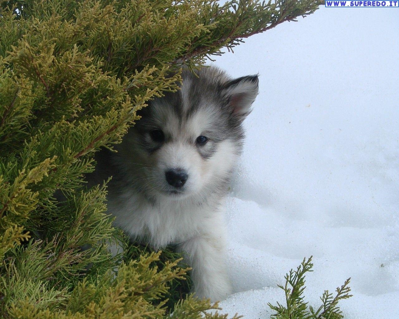 Kostenlos Download, Alaskan Malamute, HD, Hintergrundbilder, Hund, 1280x1030 HD Desktop