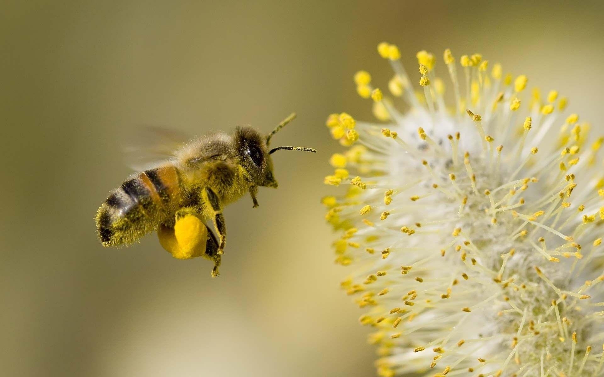 Honig, Biene, Lebensmittel, Nahaufnahme, Hintergrund, 1920x1200 HD Desktop