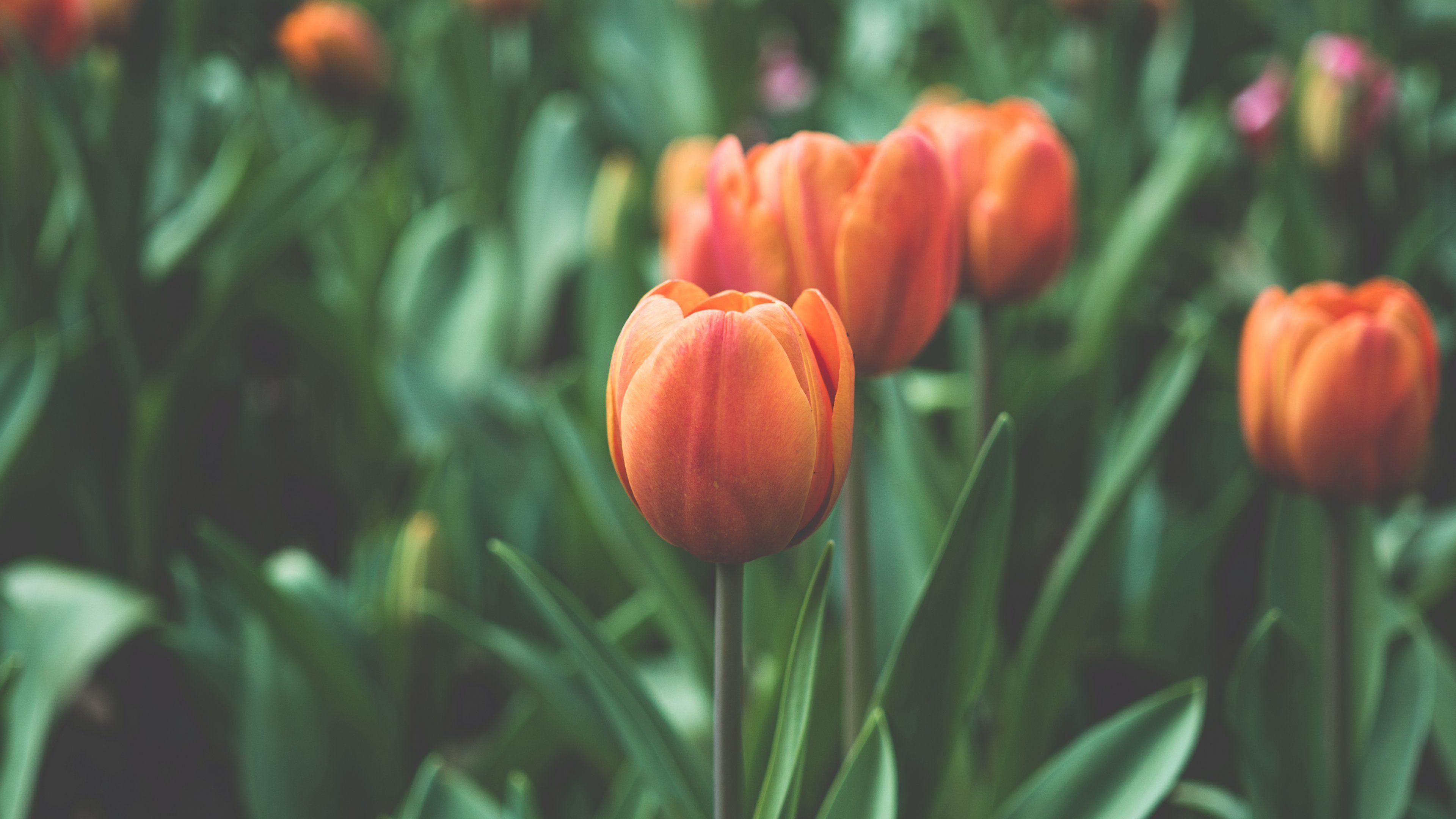 Tulpe Natur, orange, Desktop, Frühling, Hintergrund, 3840x2160 4K Desktop