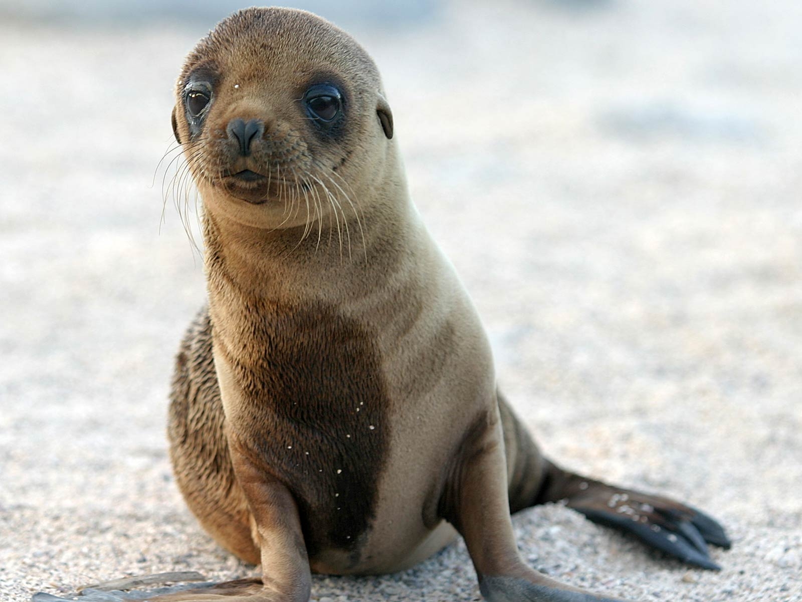 Seelöwe, Tiere, Kostenlos, Hintergrundbild, Meer, 1600x1200 HD Desktop