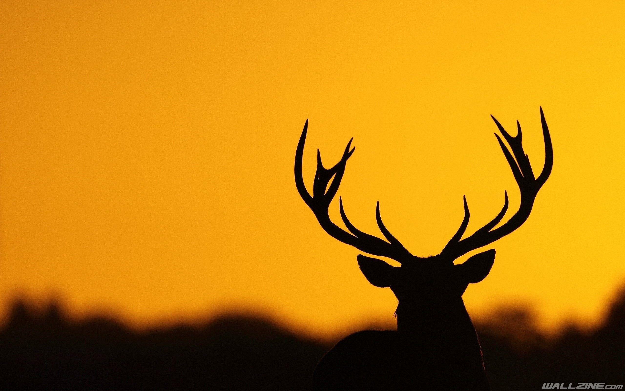 Hirsch, Silhouette, Tiere, HD, Hintergrund, 2560x1600 HD Desktop