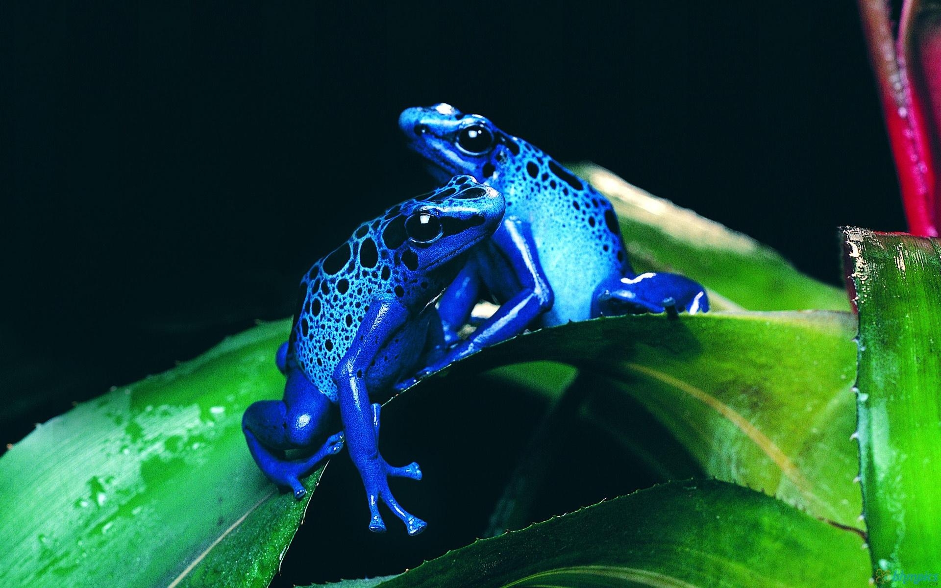 Blauer Frosch, Desktop, Tiere, Lebewesen, Bild, 1920x1200 HD Desktop