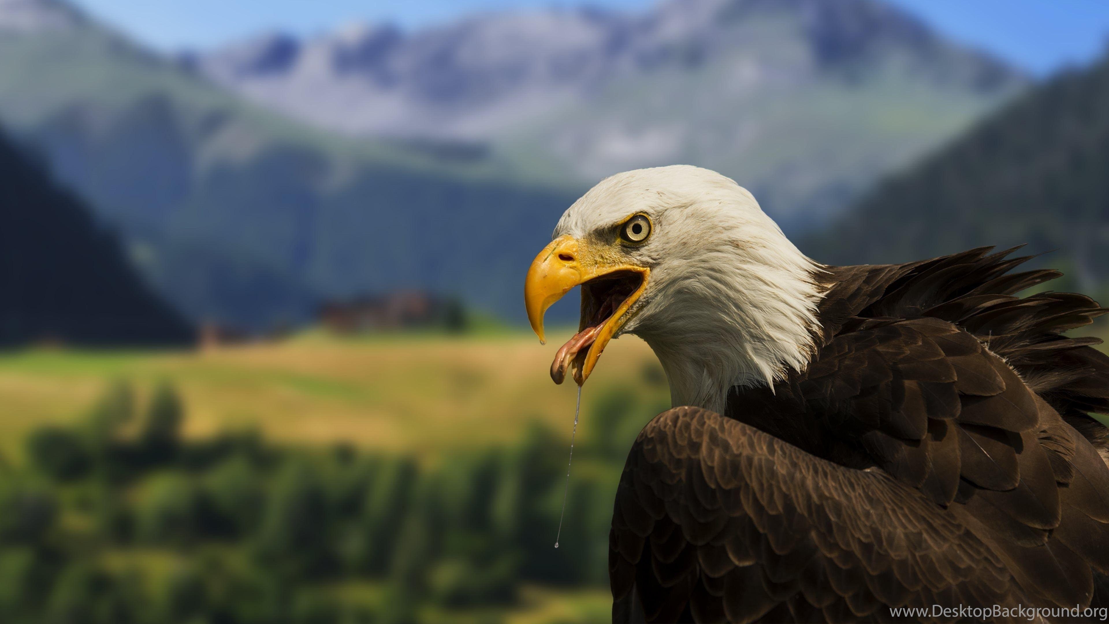 Weißkopfseeadler, HD, Hintergrund, Desktop, Bild, 3840x2160 4K Desktop