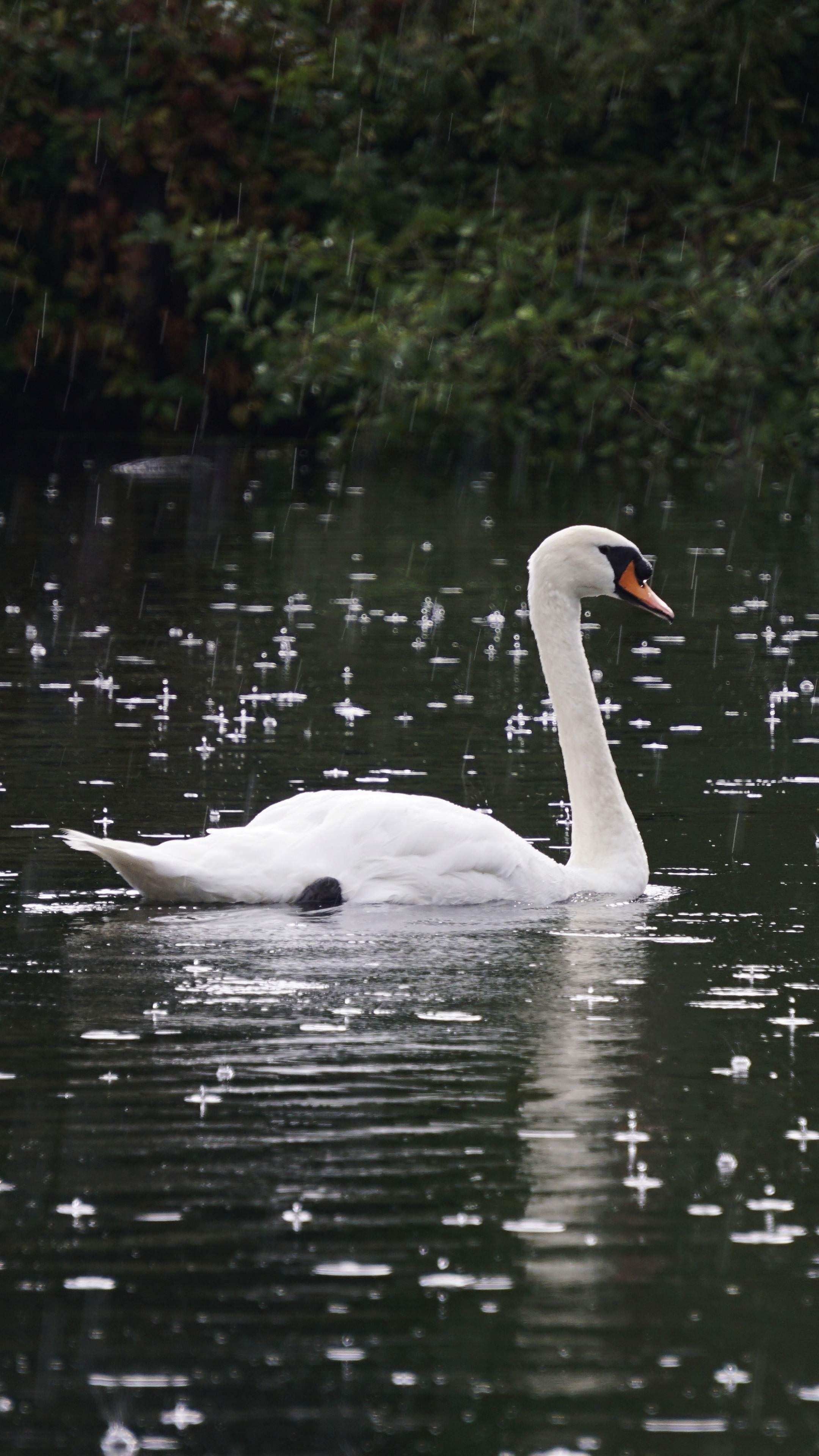 Schwan, Regen, iPhone, Tiere, Hintergrund, 2160x3840 4K Handy