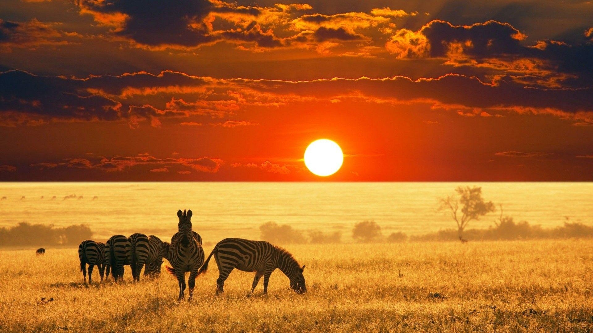 Afrikanische Tiere, Hintergrund, HD, Fotografie, Natur, 1920x1080 Full HD Desktop