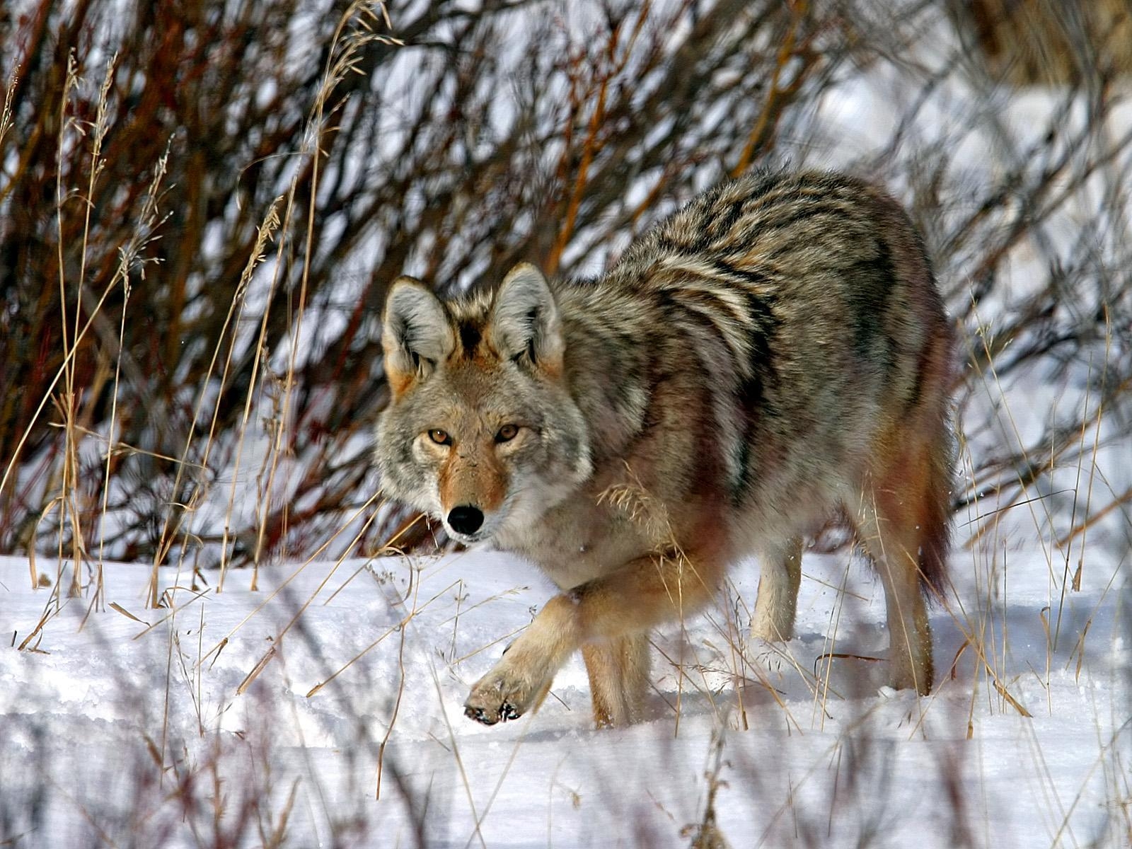 Coyote, Wüste, Wildtier, Bildmotiv, Natur, 1600x1200 HD Desktop