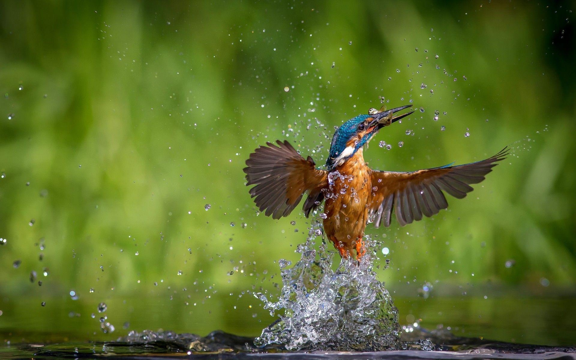 Eisvogel, Vogel, Tierwelt, Ufer, Fisch, 1920x1200 HD Desktop