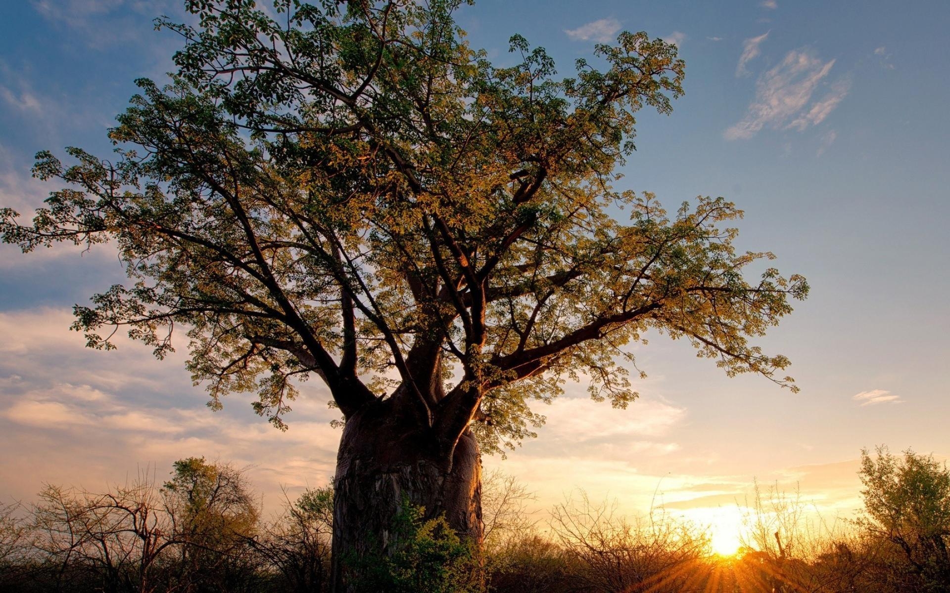 Zimbabwe, Reisen, Afrika, Natur, Entdeckung, 1920x1200 HD Desktop