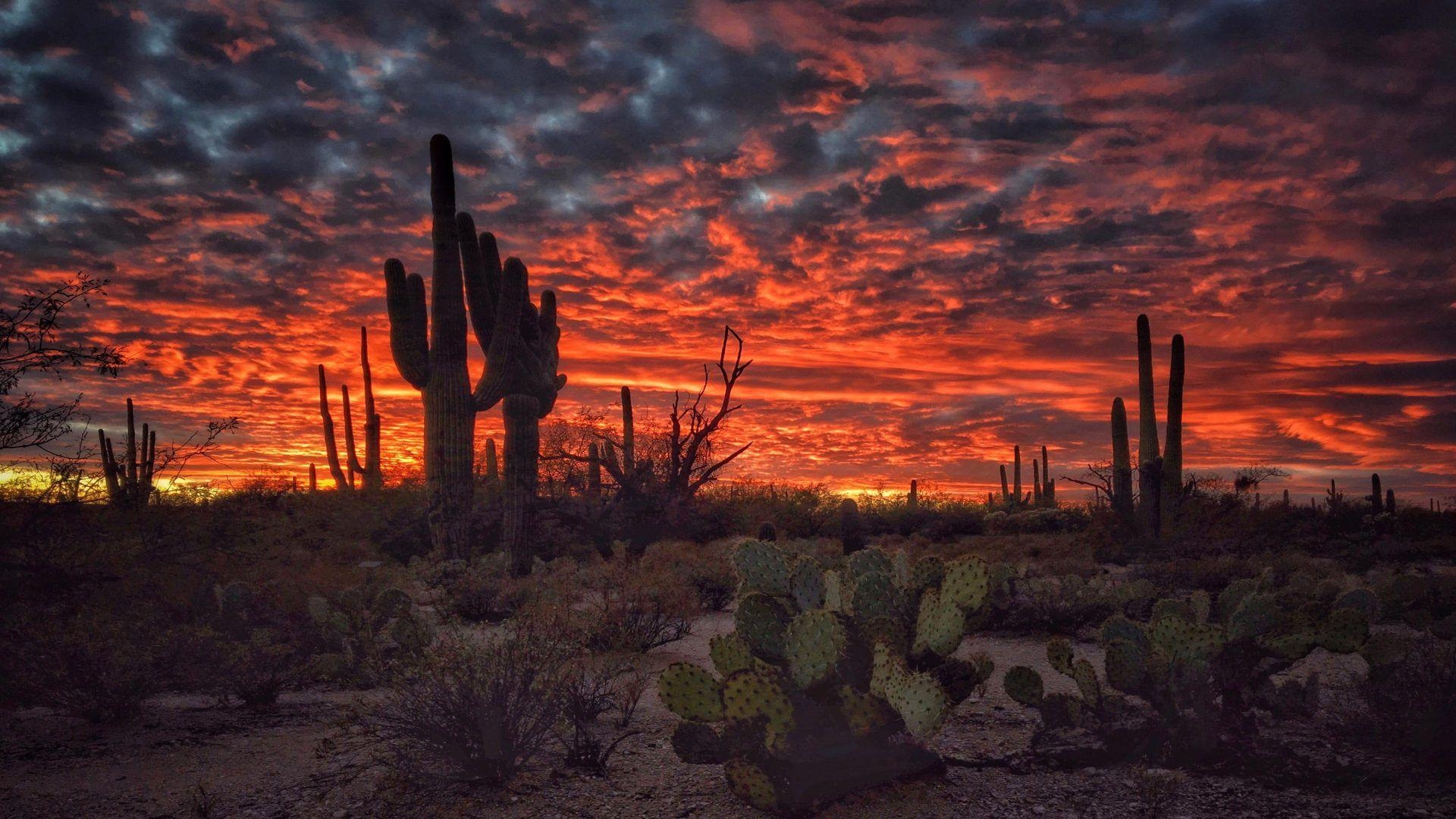 Tucson Arizona, Sonnenuntergang, Wüstenlandschaft, Kaktus, Himmel, 1920x1080 Full HD Desktop