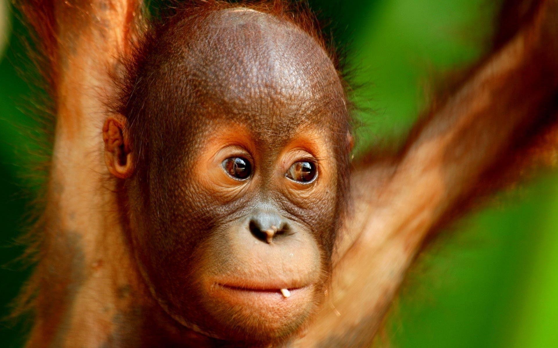 Baby Orang-Utan, tier, süß, Primat, Bild, 1920x1200 HD Desktop