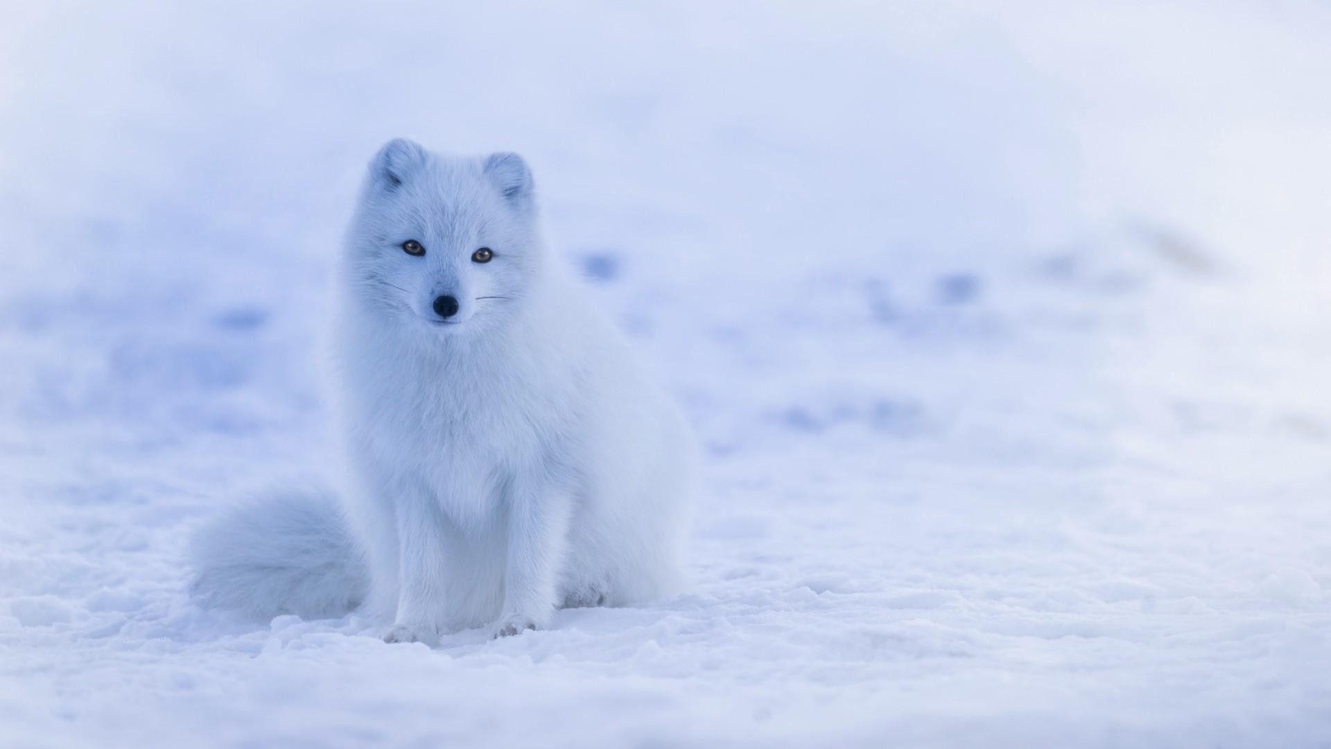 Arktischer Fuchs, Tier, Winter, Schnee, Polar, 1920x1080 Full HD Desktop