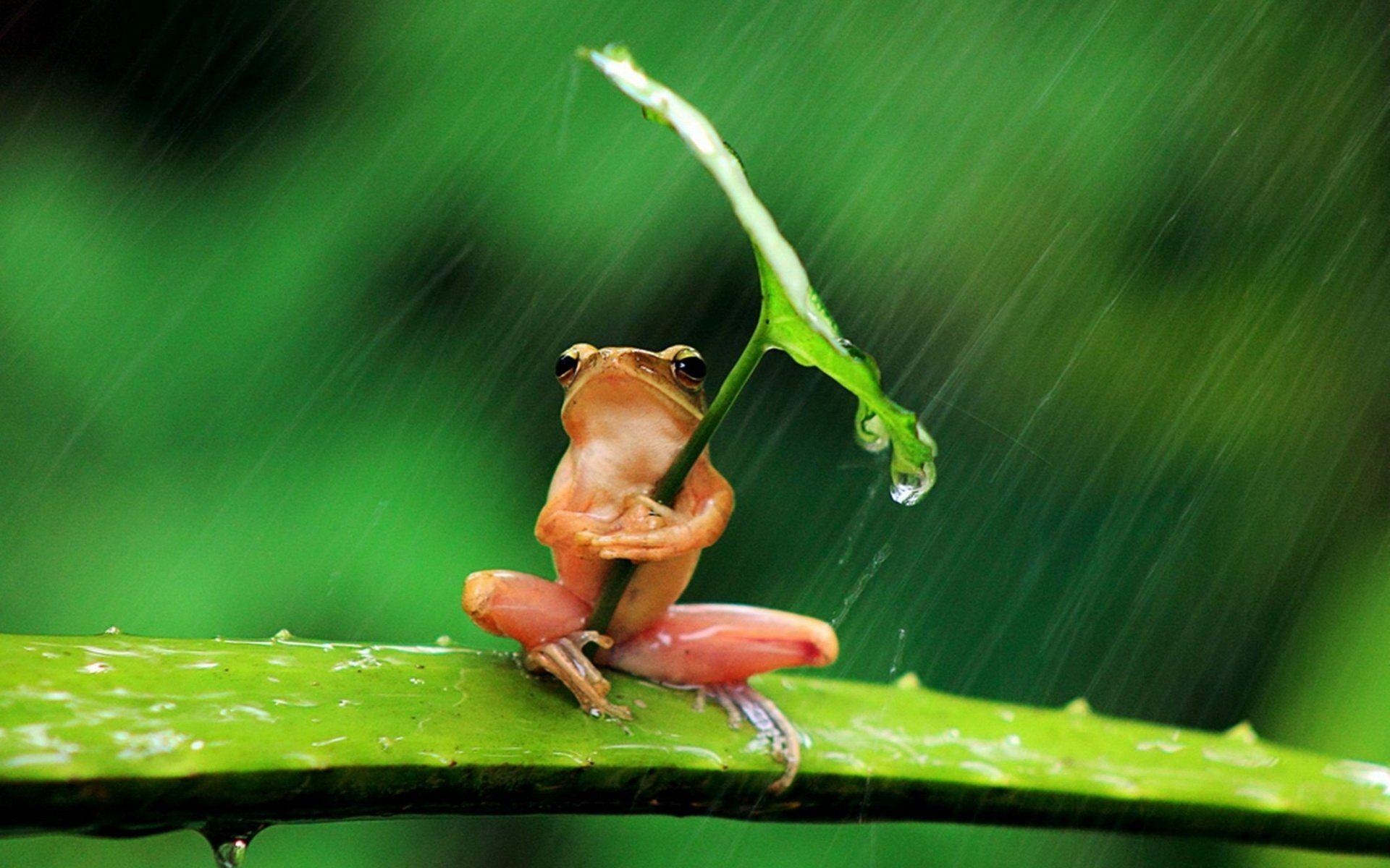 Frosch, Tiere, HD, Hintergrund, Natur, 1920x1200 HD Desktop