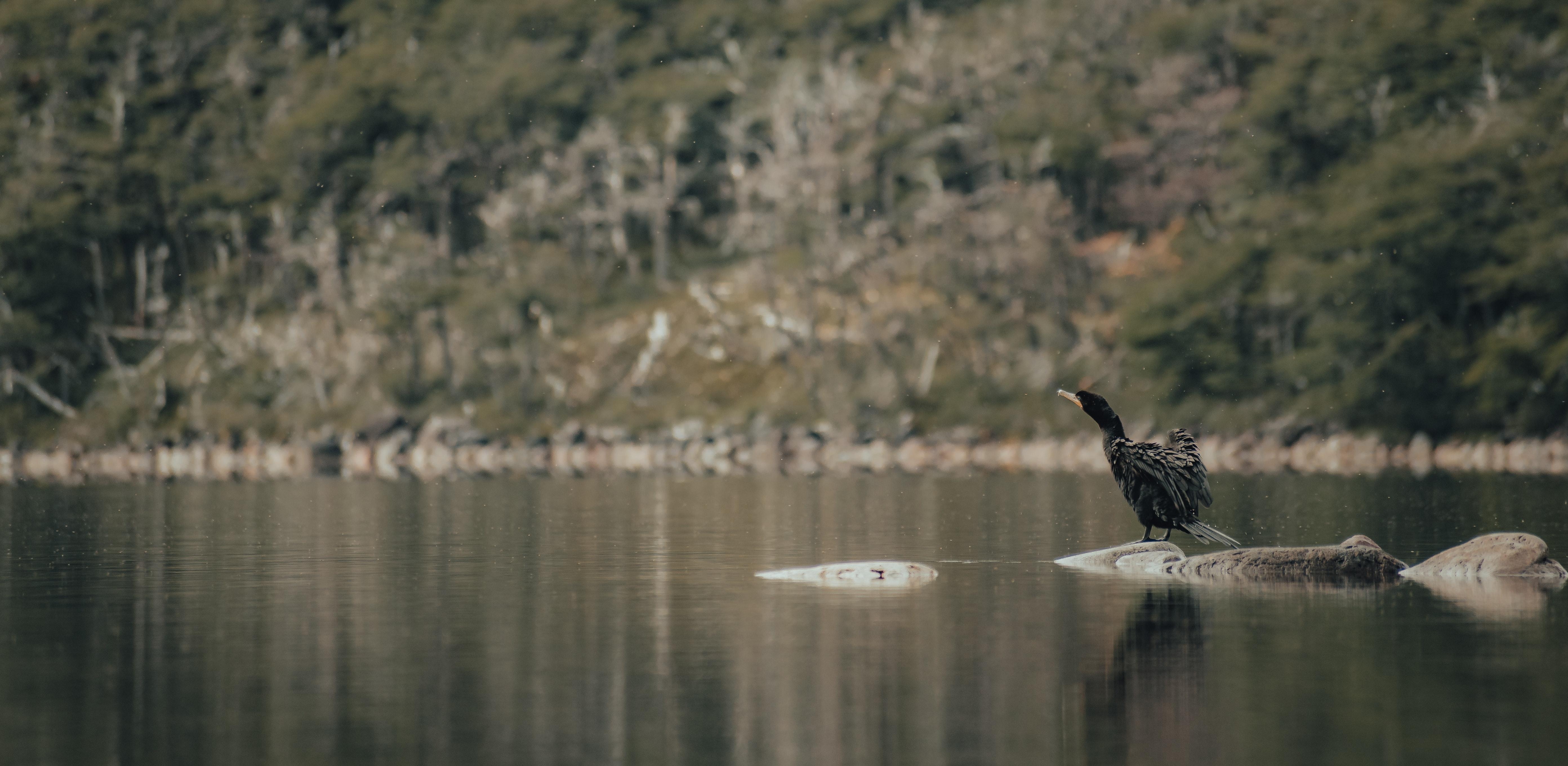 Kiwi Vogel Foto, kostenlose Downloads, HD Bild, Tierwelt, Neuseeland, 5570x2730 4K Desktop