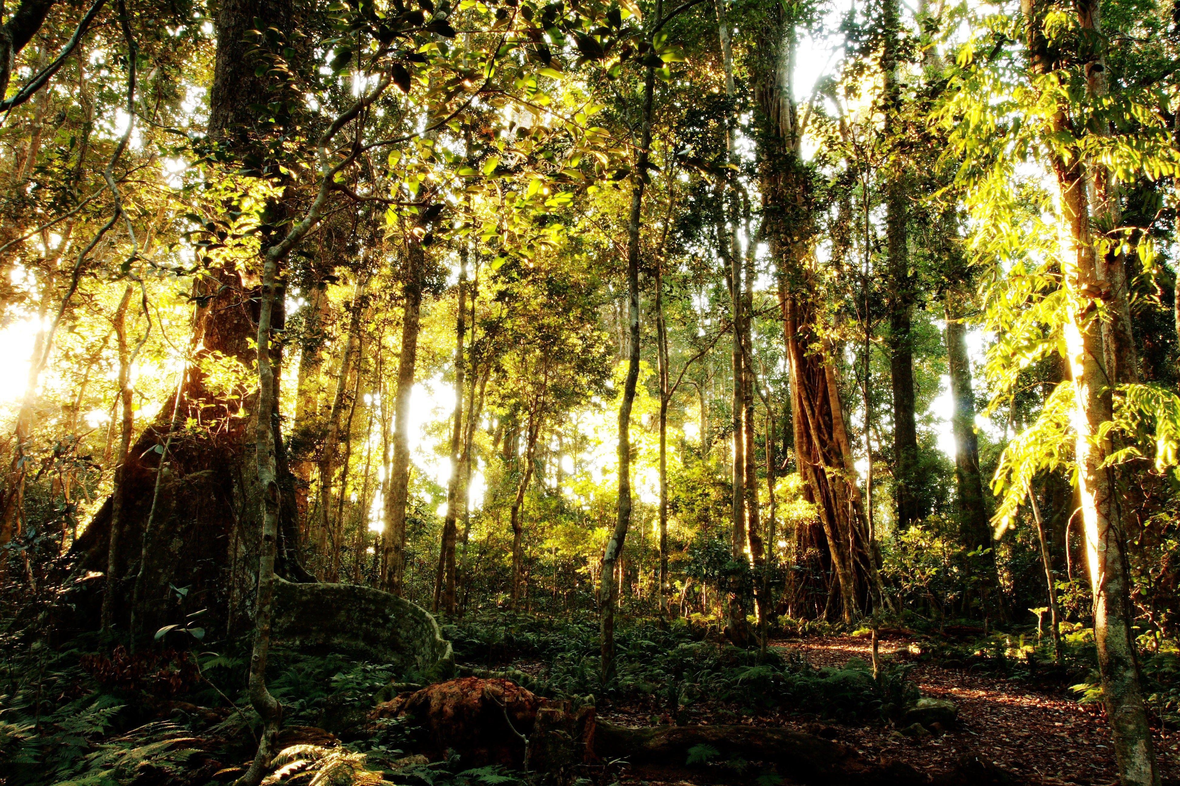 Lamington Nationalpark, Australien, Regenwald, Natur, Erholung, 3890x2600 4K Desktop