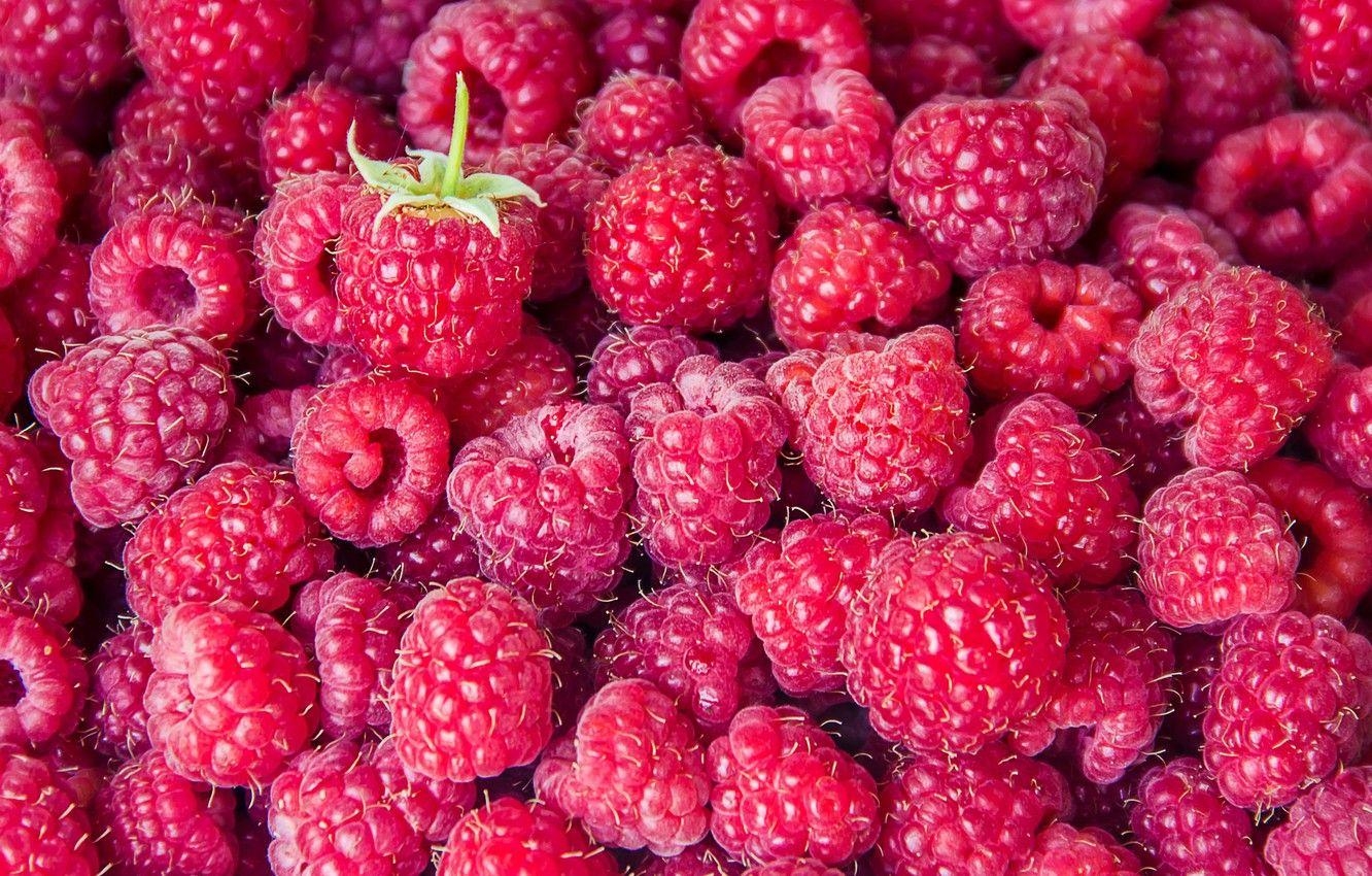 Himbeere, Hintergrund, Beeren, Wallpaper, Obst, 1340x850 HD Desktop