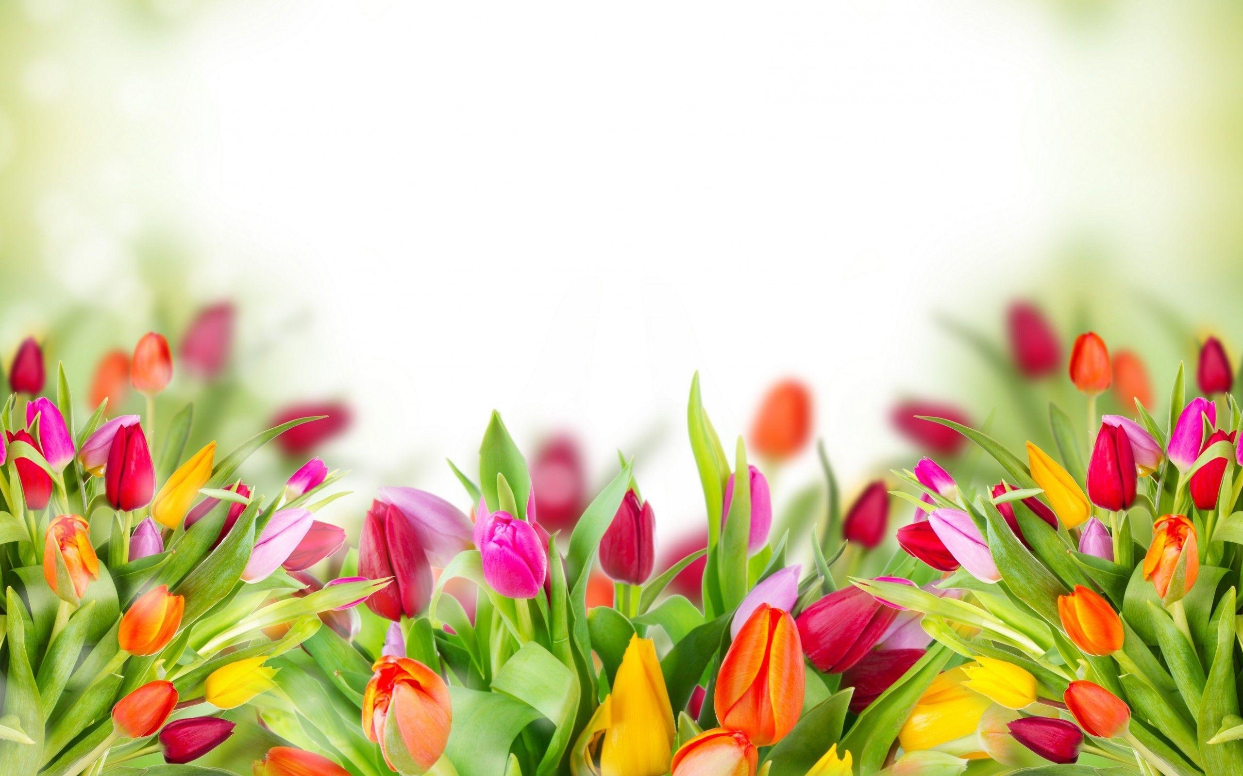 Tulpe Natur, Hintergrund, Frühlingsgefühle, Farbe, Schönheit, 2560x1600 HD Desktop