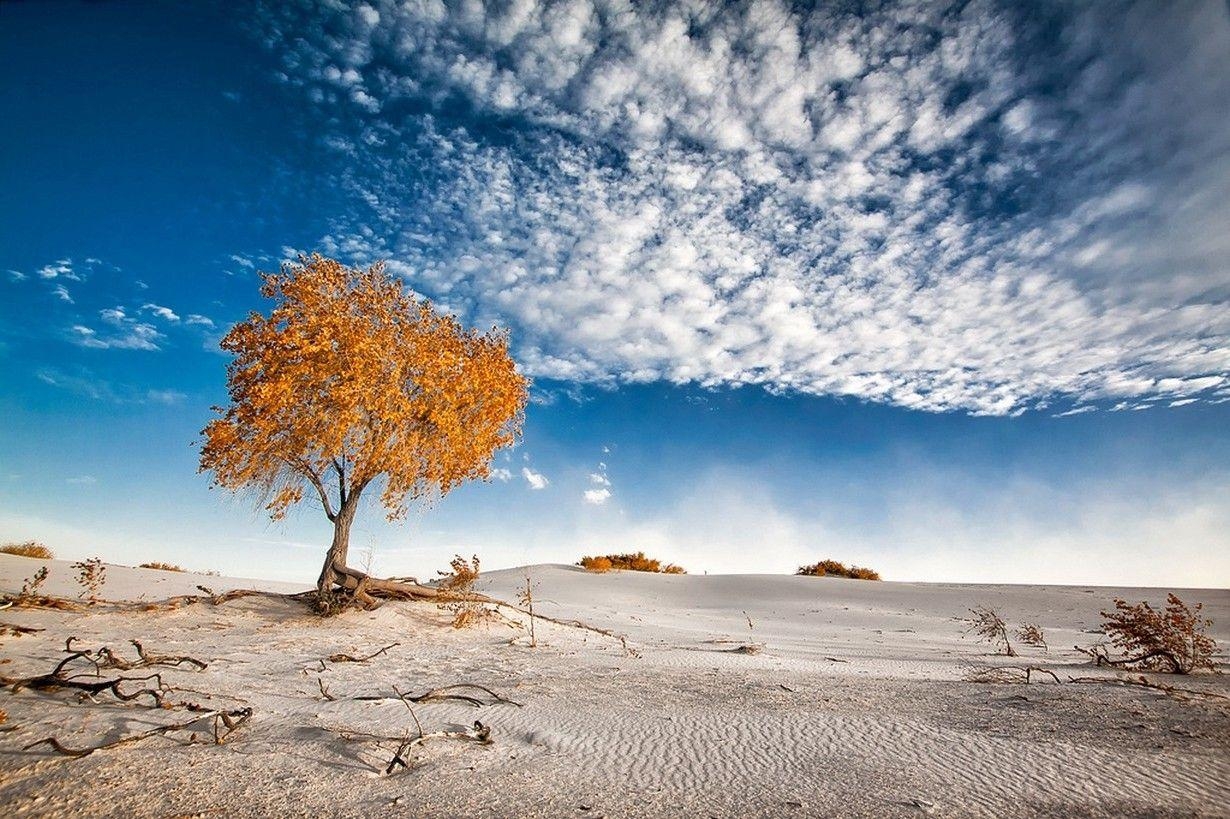 Naturfotografie, Landschaft, Düne, Bäume, Sträucher, 1230x820 HD Desktop