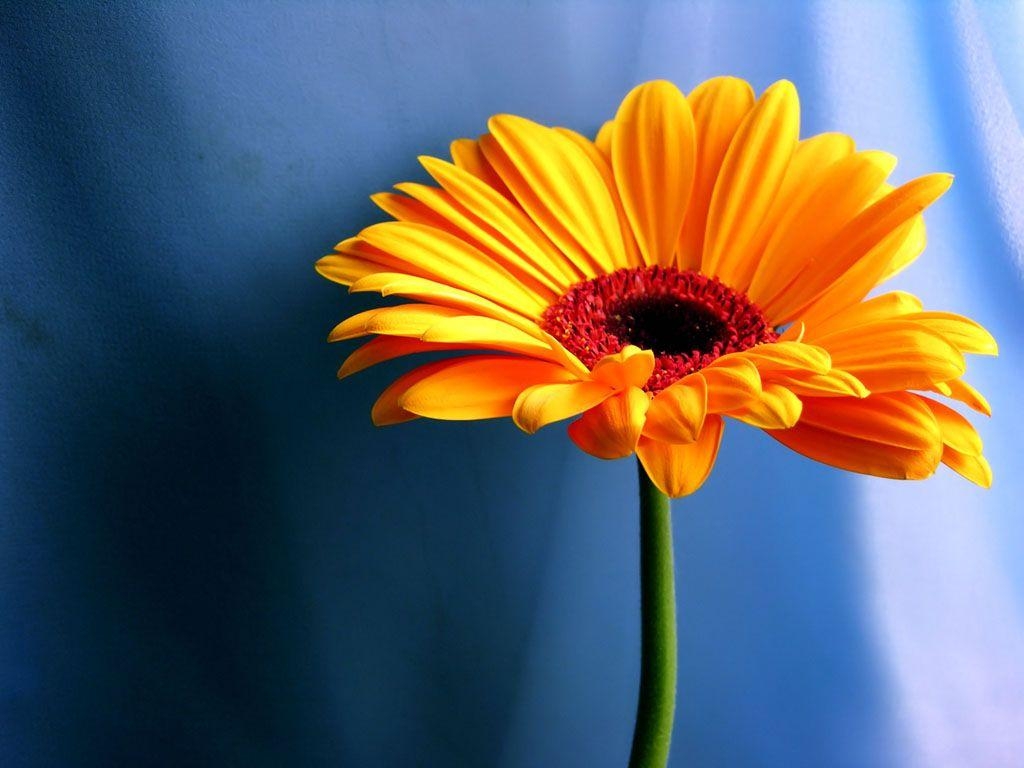 Gerbera Gänseblümchen, Kunst, Orange Blumen, HD, Hintergrund, 1030x770 HD Desktop