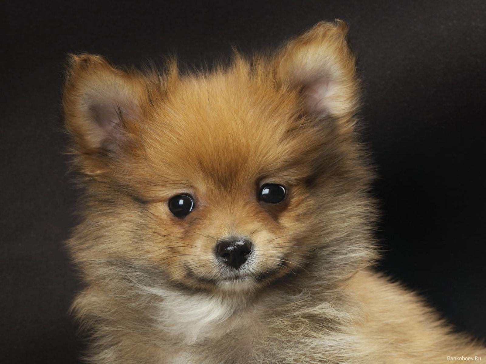 Pomeranian Hund, Hunde, HD, Desktop, Mobile, 1600x1200 HD Desktop