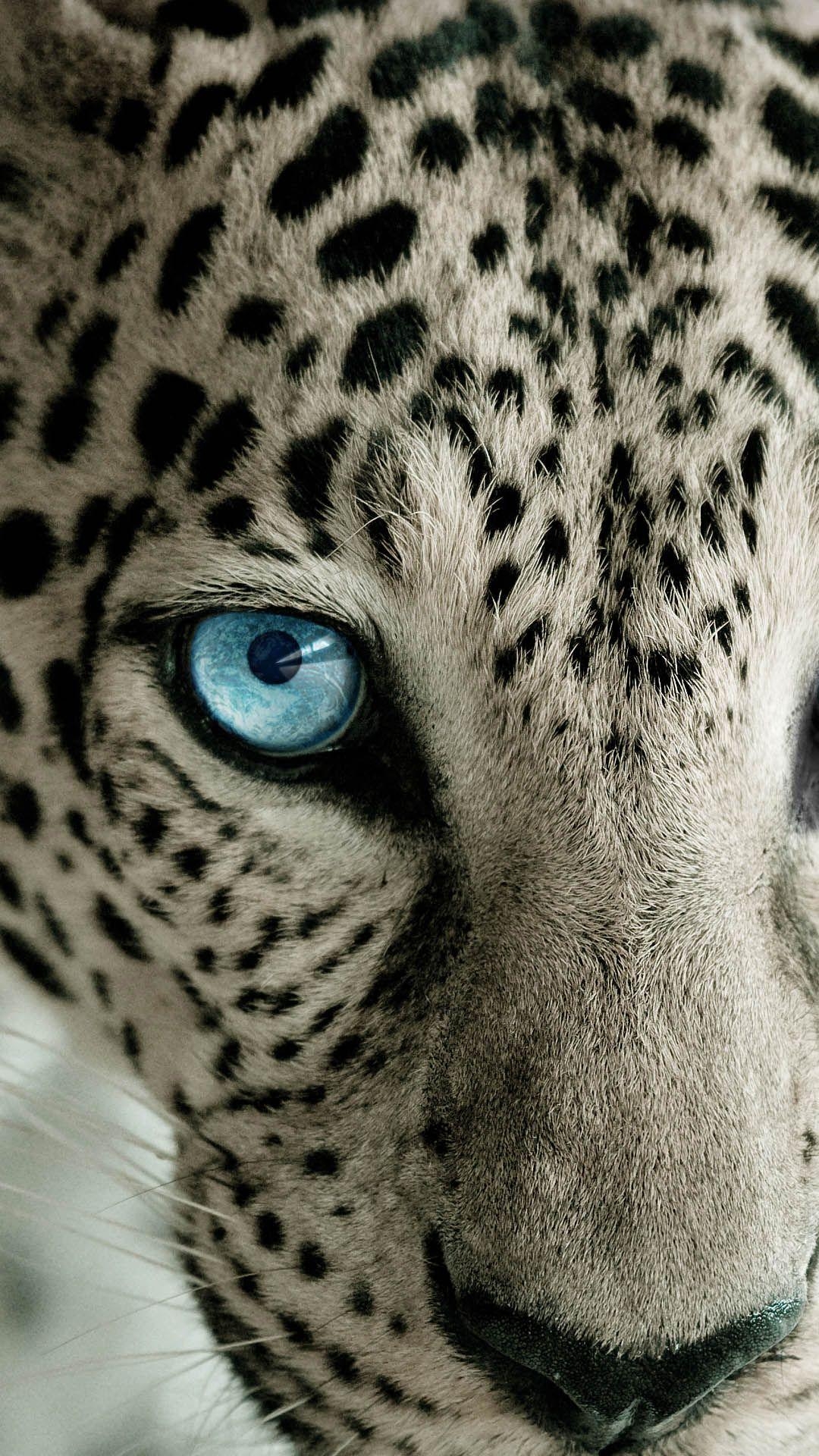 Leopard, Android Hintergrund, Tierbild, HD, 1080x1920 Full HD Handy