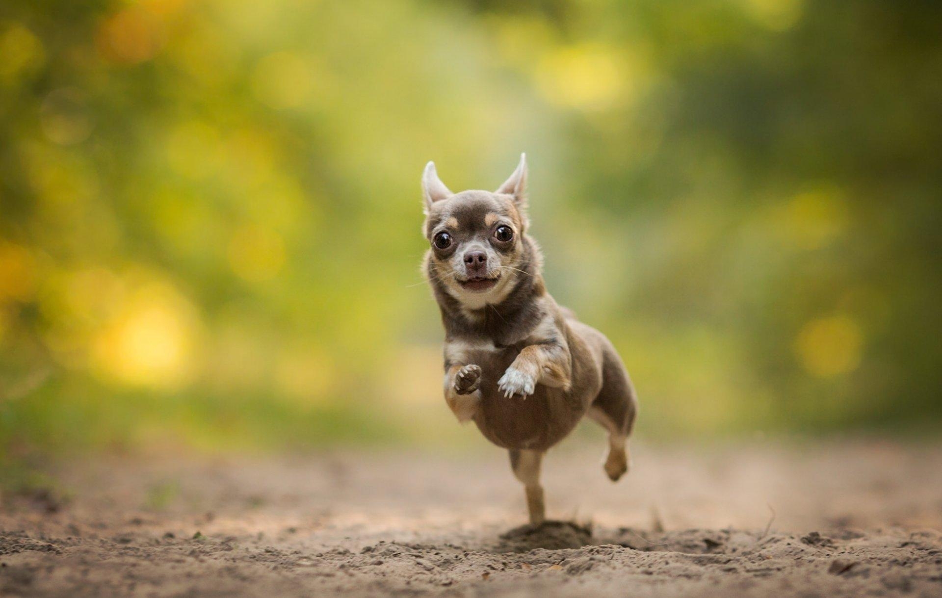 Chihuahua, Hund, Laufen, Bokeh, HD, 1920x1220 HD Desktop