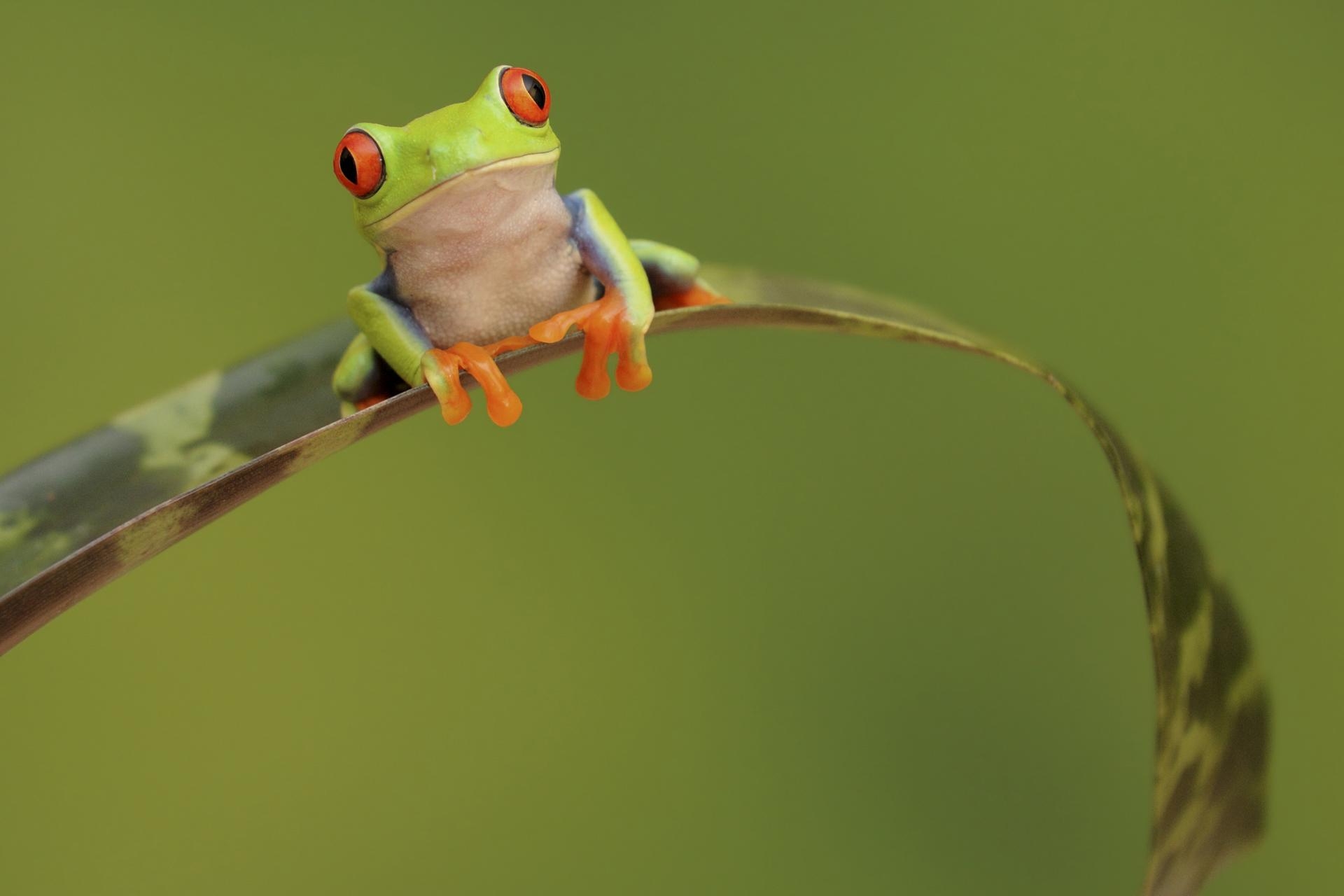 Wunderbarer, Frosch, Hintergrund, 44317px, Tiere, 1920x1280 HD Desktop