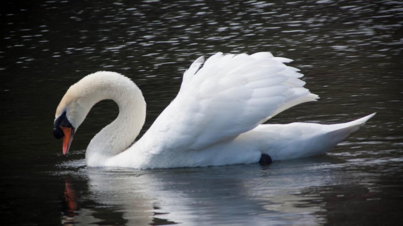 Gänse, HD, Wallcook, Diarynet, Hintergrund, 1370x770 HD Desktop