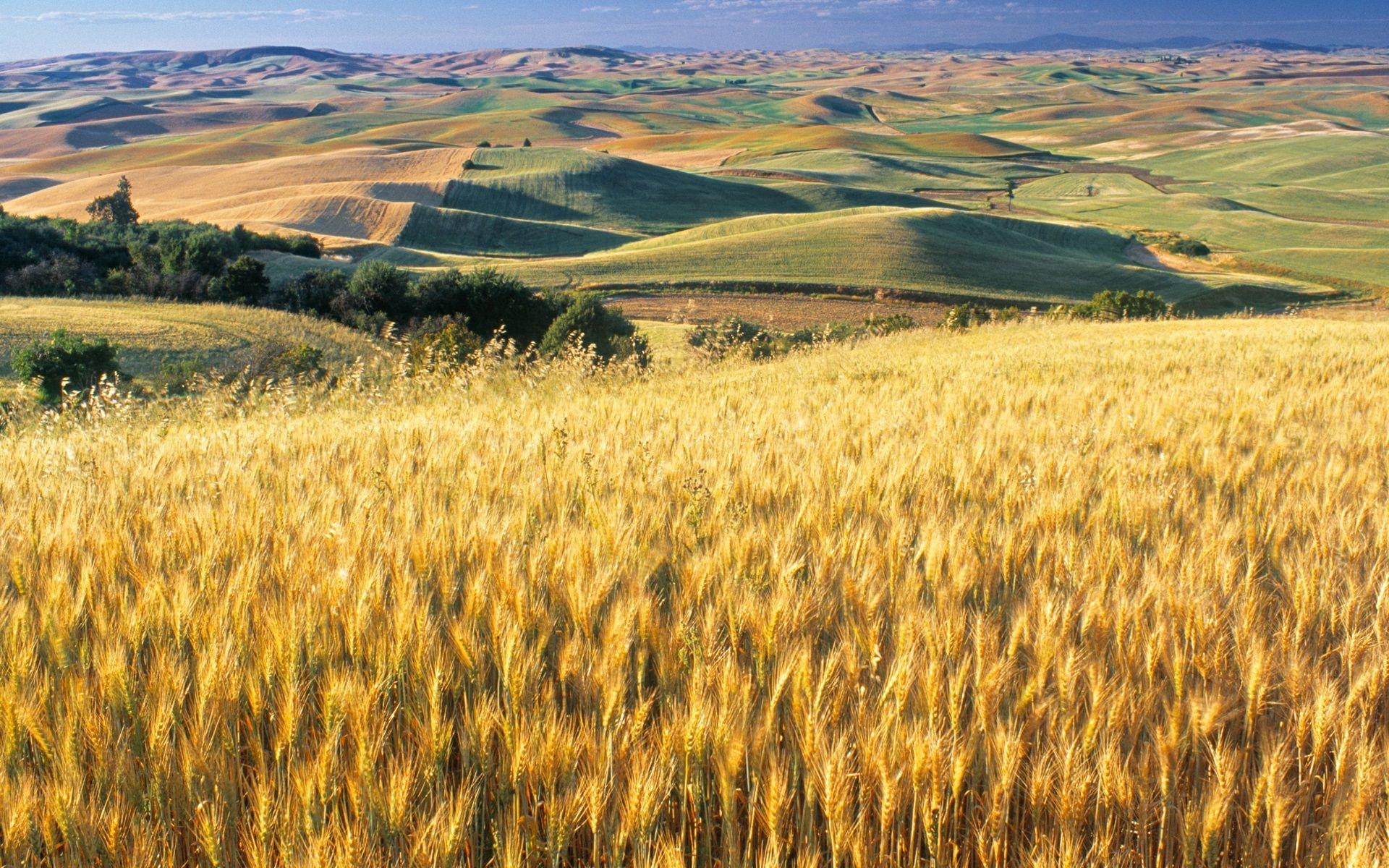 Kansas Weizenfelder, Landschaft, Desktop, Reisen, USA, 1920x1200 HD Desktop