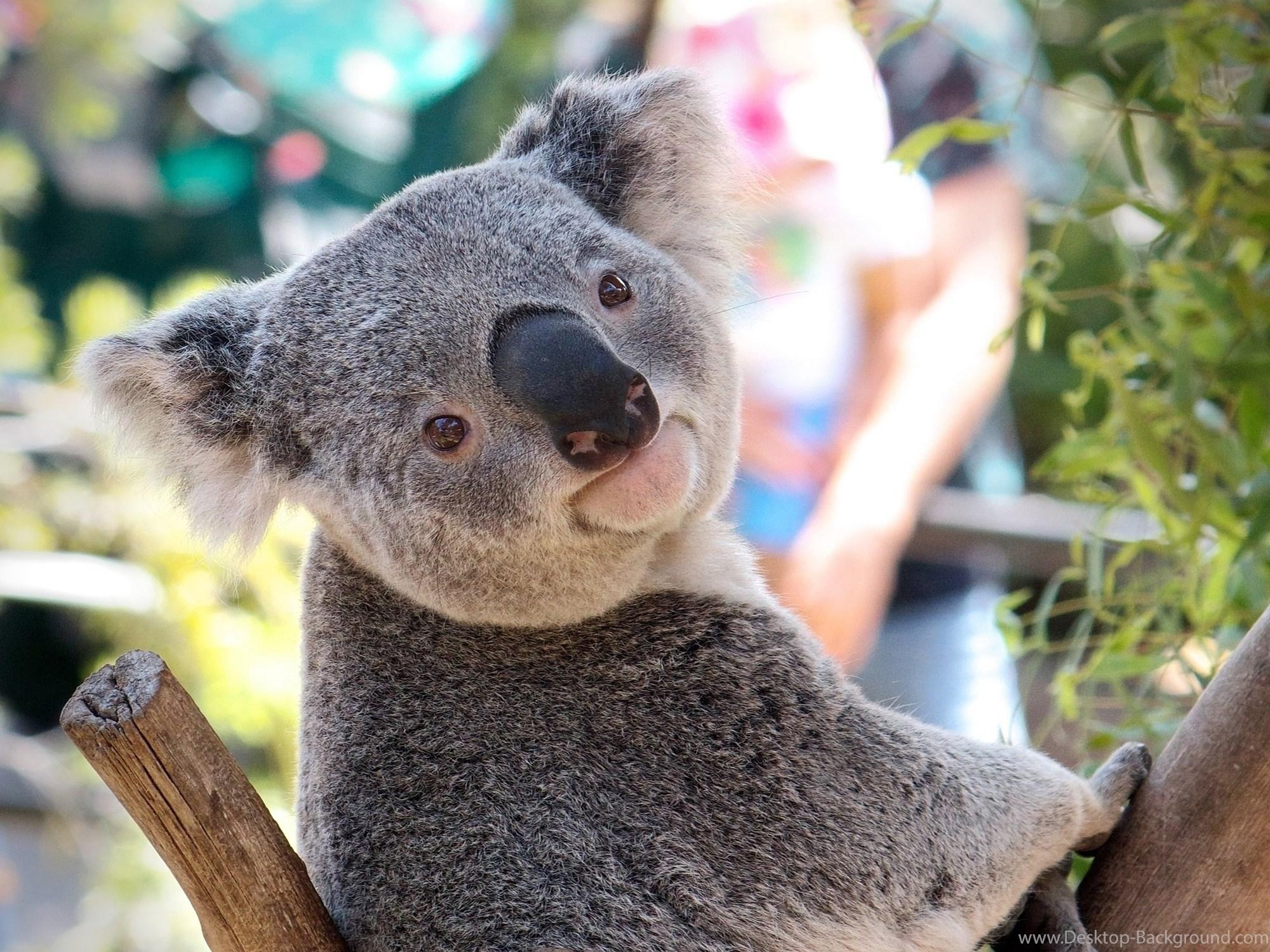 Koala, Tiere, Desktop Hintergrund, Australien, Fluffig, 2000x1500 HD Desktop