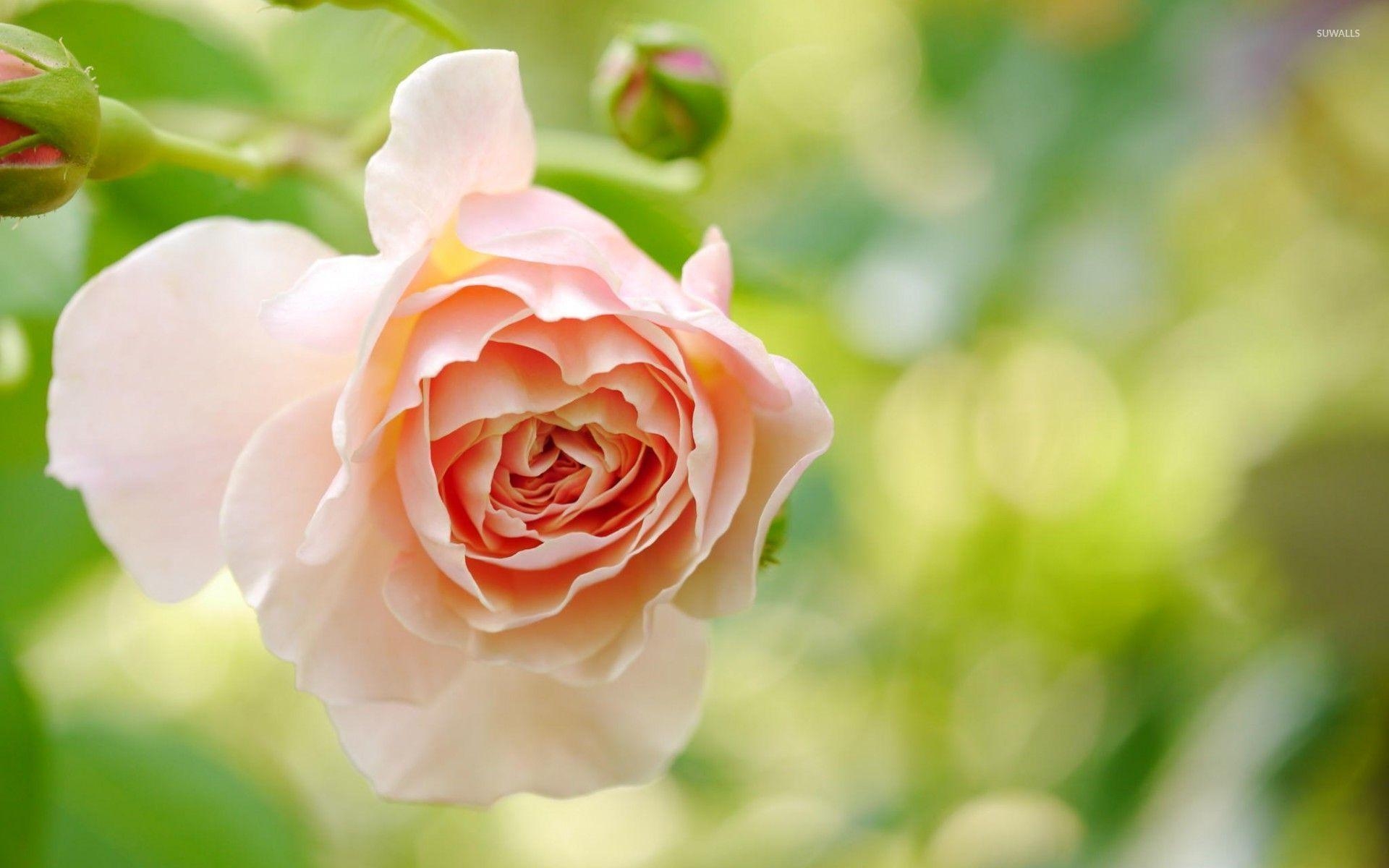 Orange Rose, Blumen, Natur, Licht, Hintergrund, 1920x1200 HD Desktop