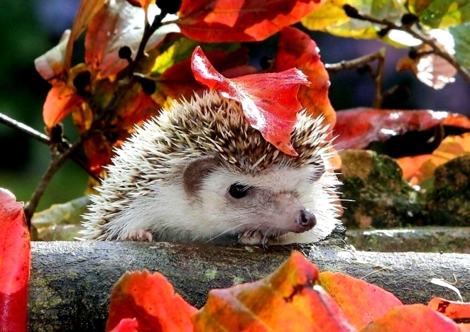 Igel, Tiere, süß, Hintergrund, Bild, 2000x1420 HD Desktop