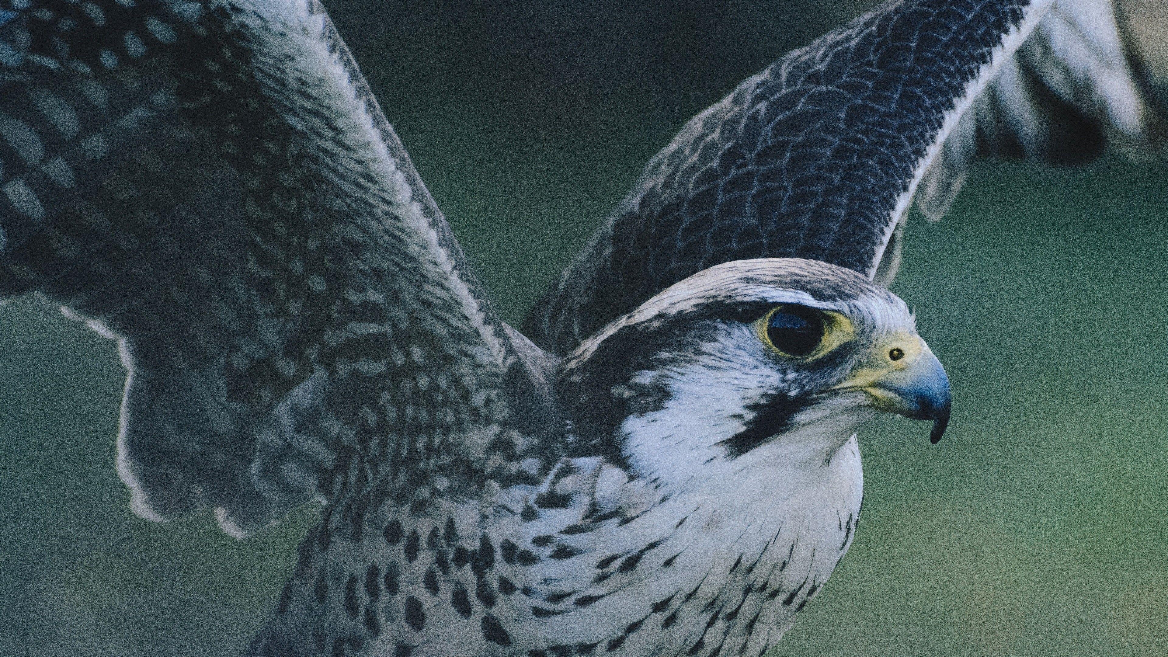 Falkenflügel, 4K, Hintergrund, Tiere, Greifvogel, 3840x2160 4K Desktop