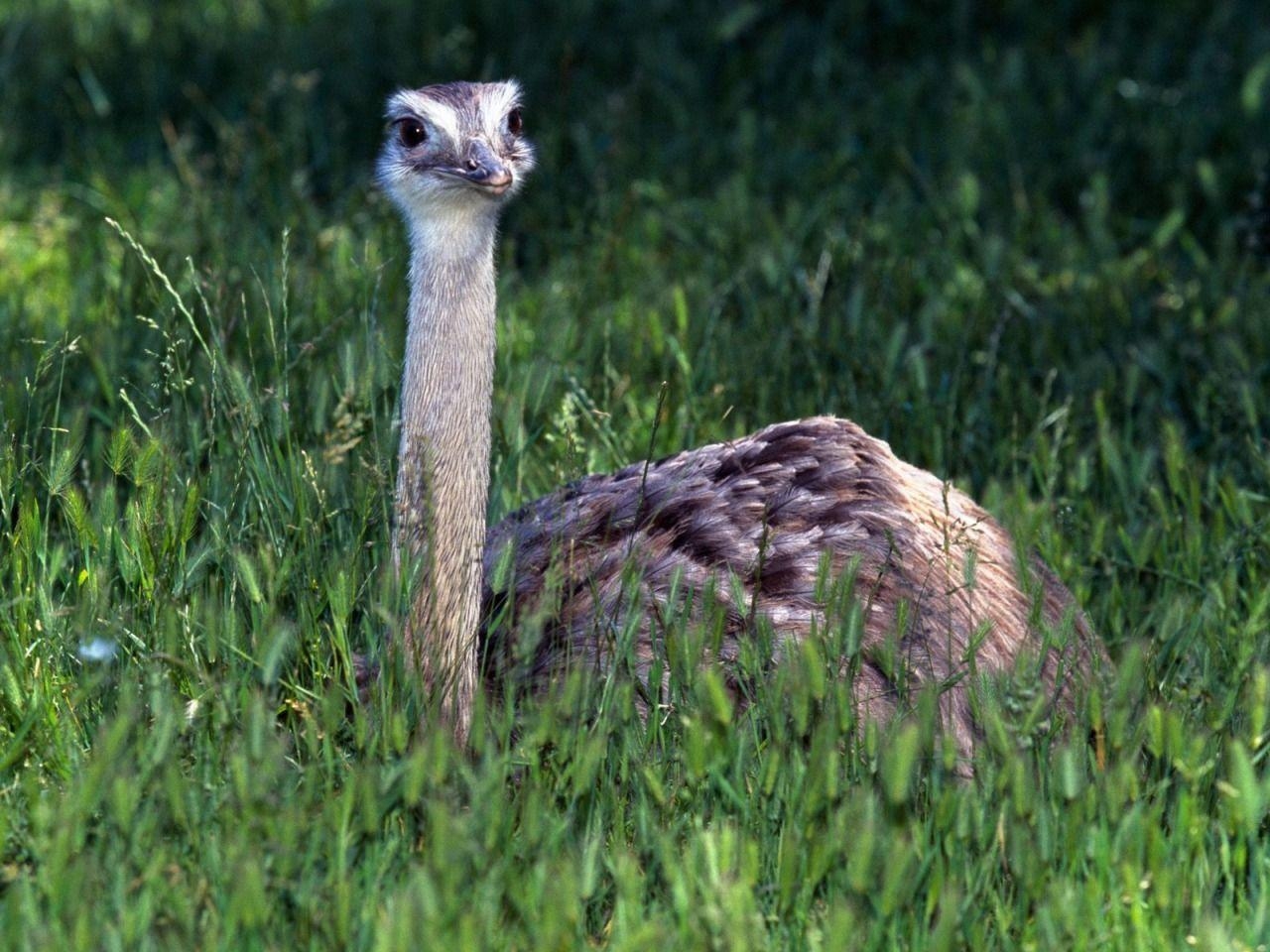 Baby Strauß, Tiere, Niedlich, Hintergrund, Fauna, 1280x960 HD Desktop