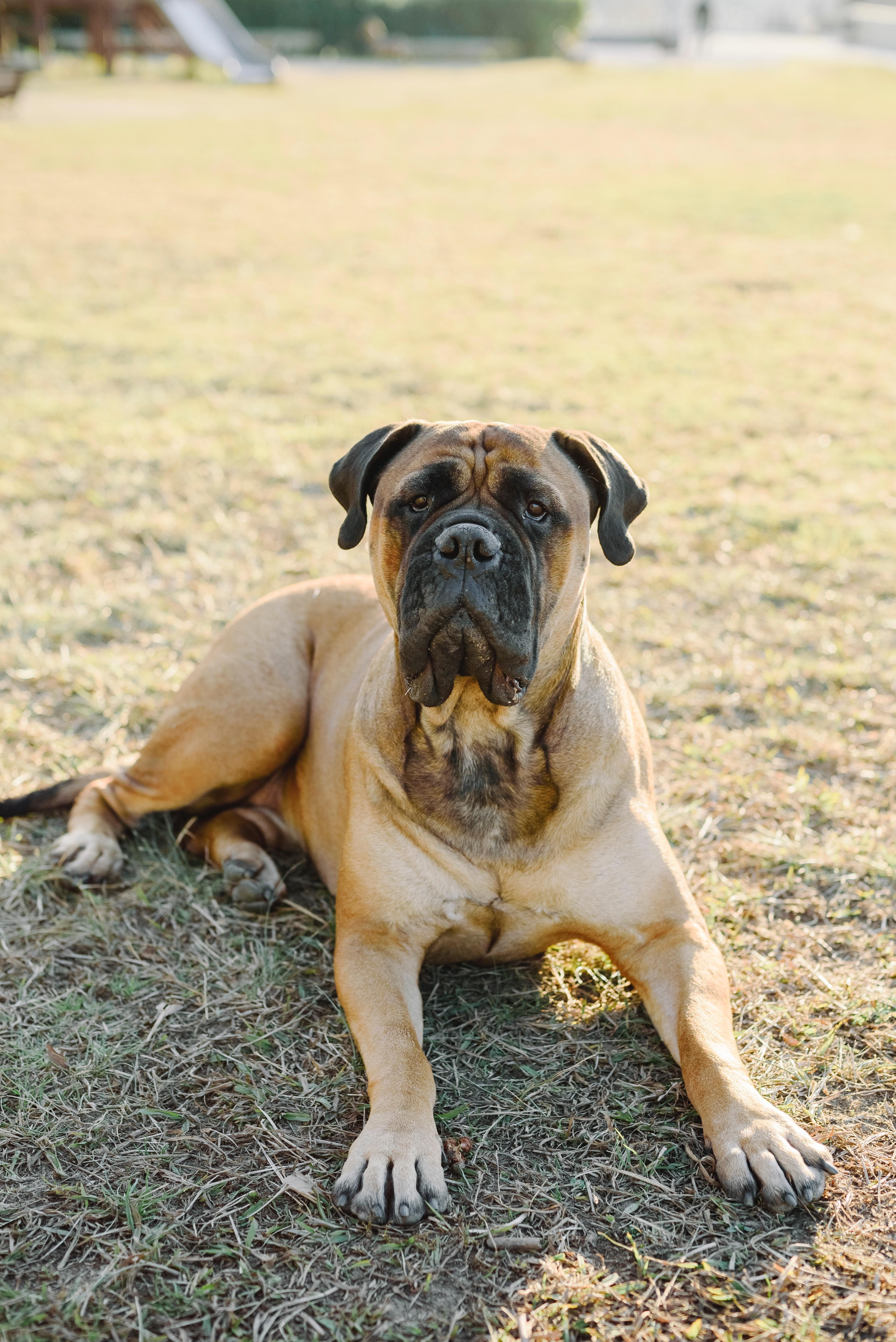 Bullmastiff, Foto, Download, Beste, HD, 4020x6020 4K Handy