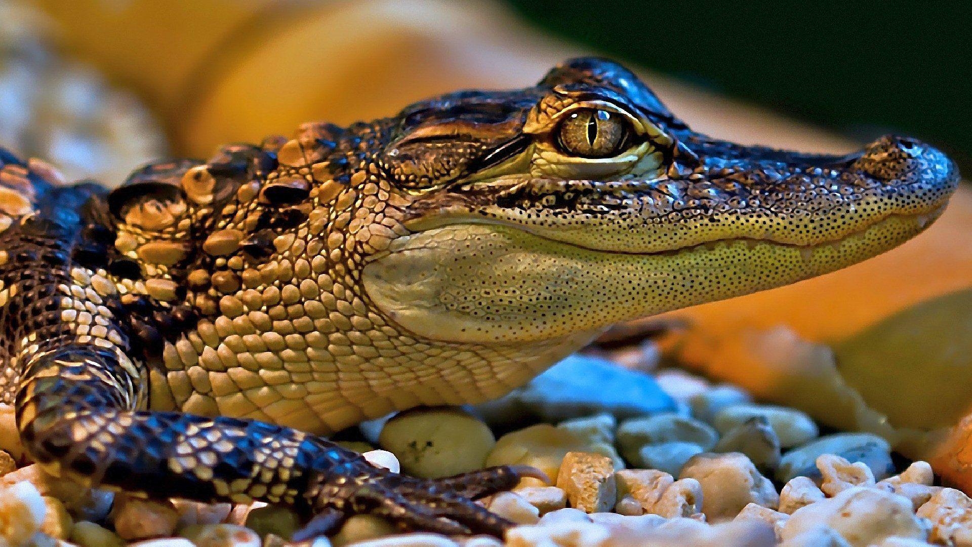 Ultra HD, Krokodil, Reptil, Wildnis, 1920x1080 Full HD Desktop