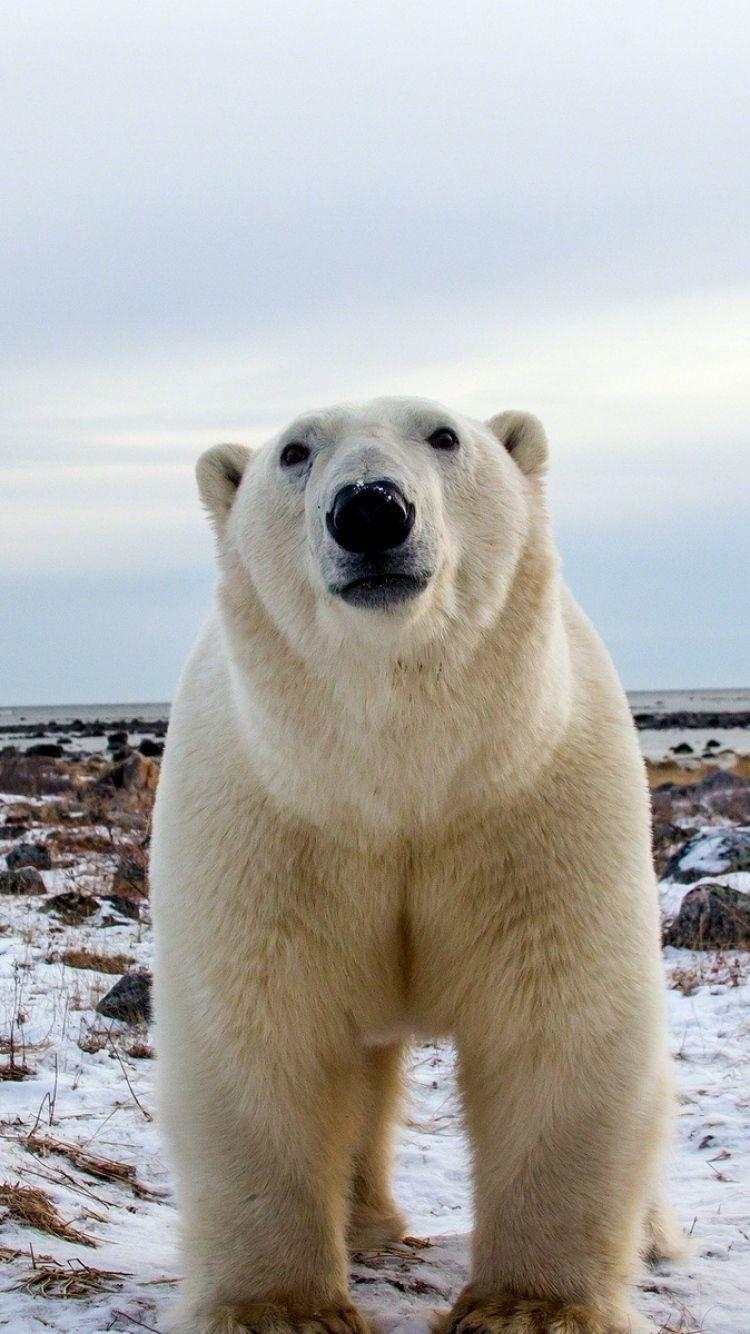 Eisbären, Hintergrund, Tiere, Natur, Kälte, 750x1340 HD Handy