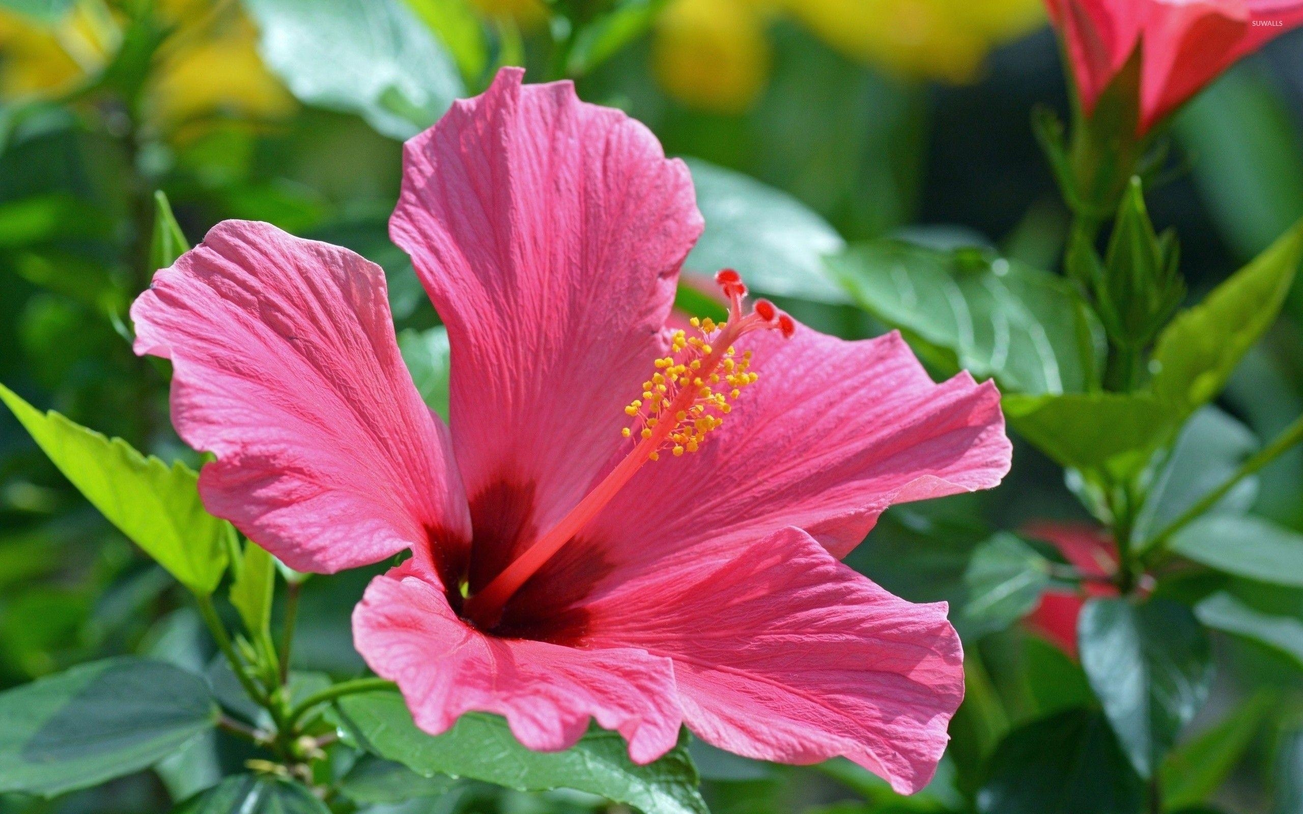 Hibiskus, Blume, Natur, Dekorativ, Exotisch, 2560x1600 HD Desktop