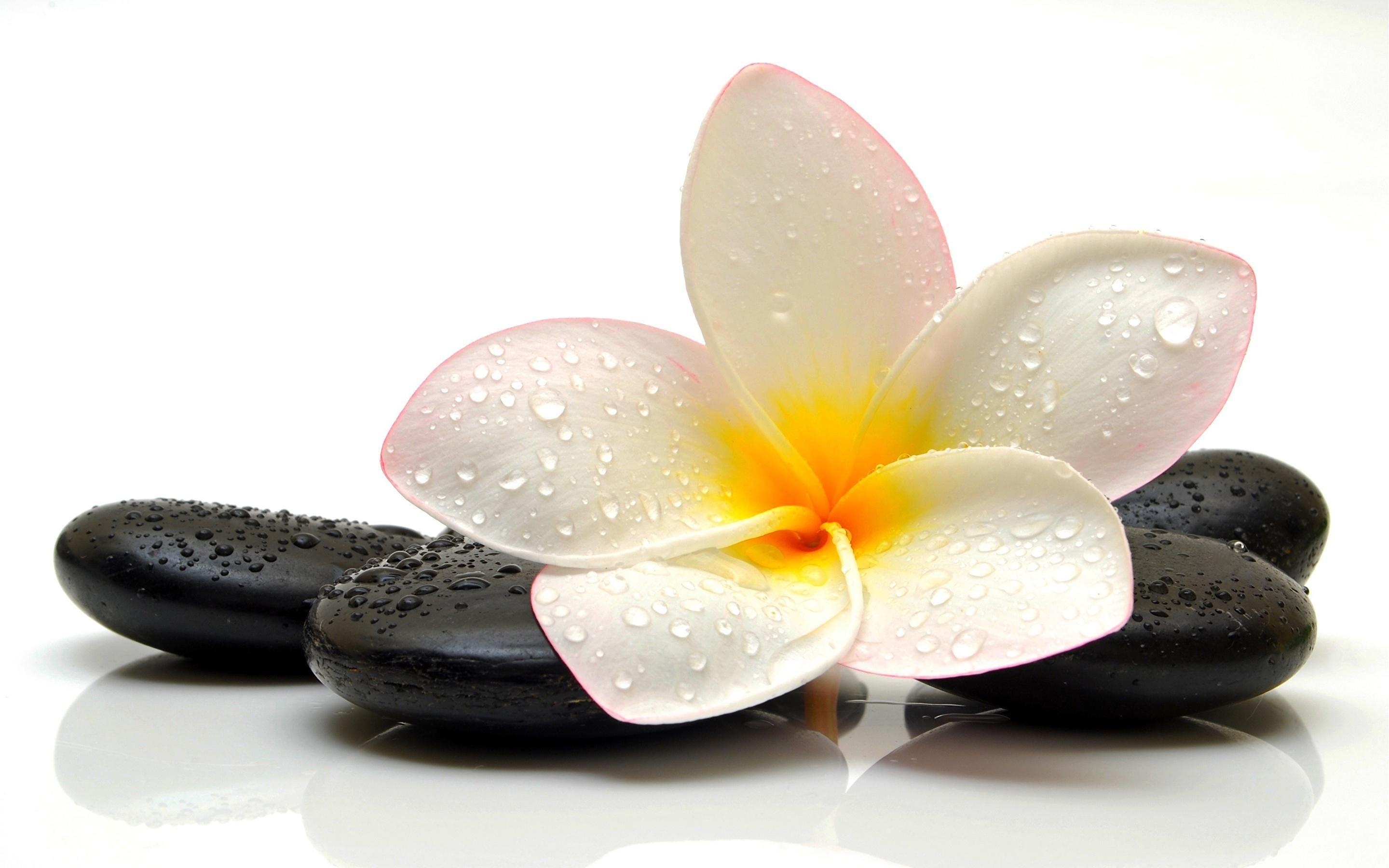 JPEG, Plumeria, Steine, Bild, Natur, 2880x1800 HD Desktop