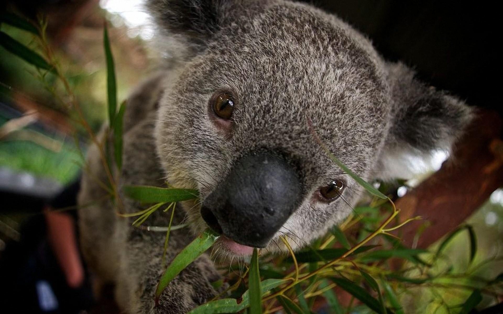 Baby Koala, Tier, Australien, Hintergrund, niedlich, 1920x1200 HD Desktop