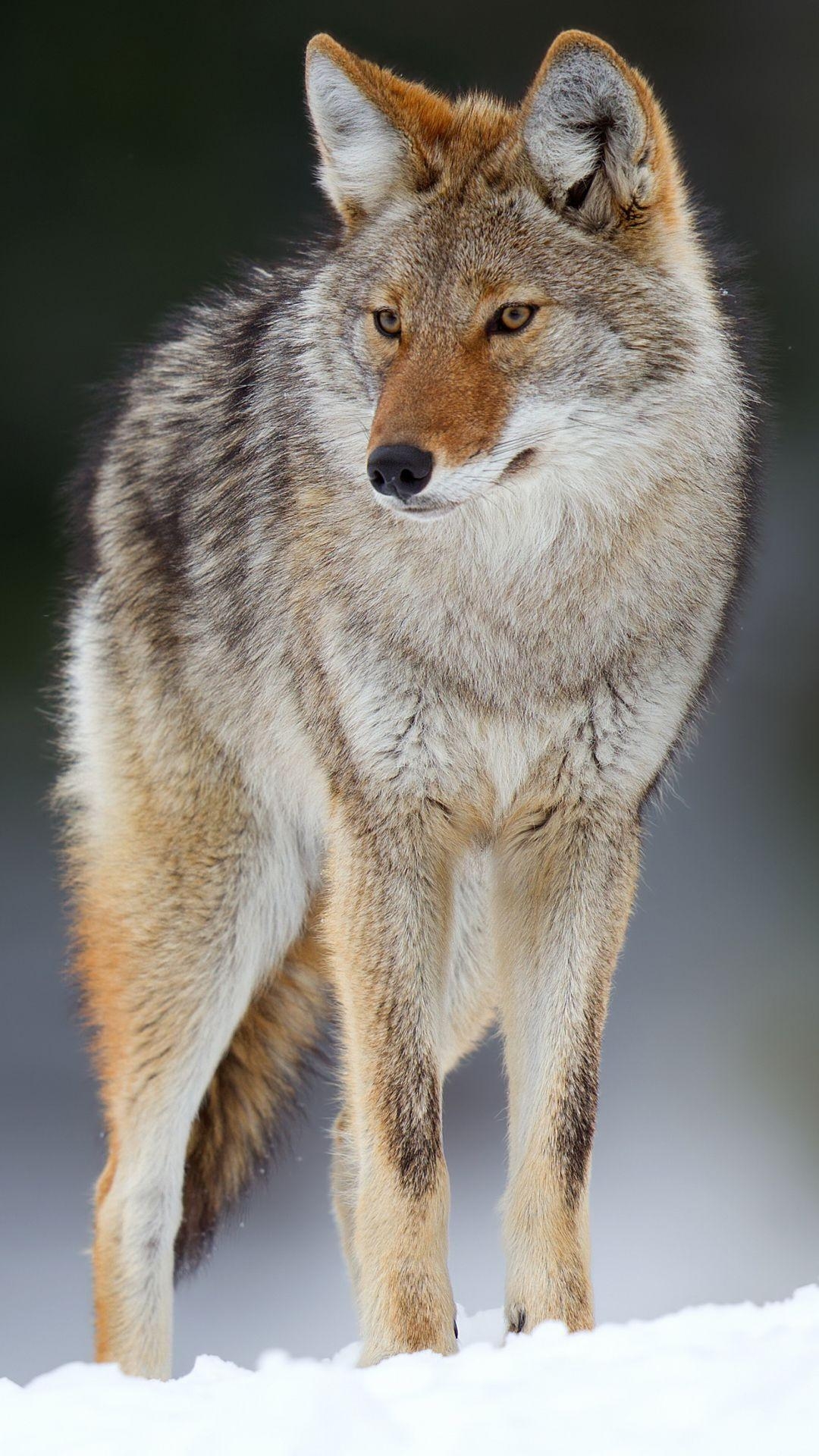 Coyote, Tierwelt, Natur, Prärie, Nordamerika, 1080x1920 Full HD Handy