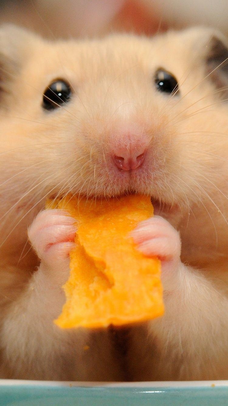 Hamster Tiere, Niedliches Bild, Nagetier, süß, Hintergrund, 750x1340 HD Handy